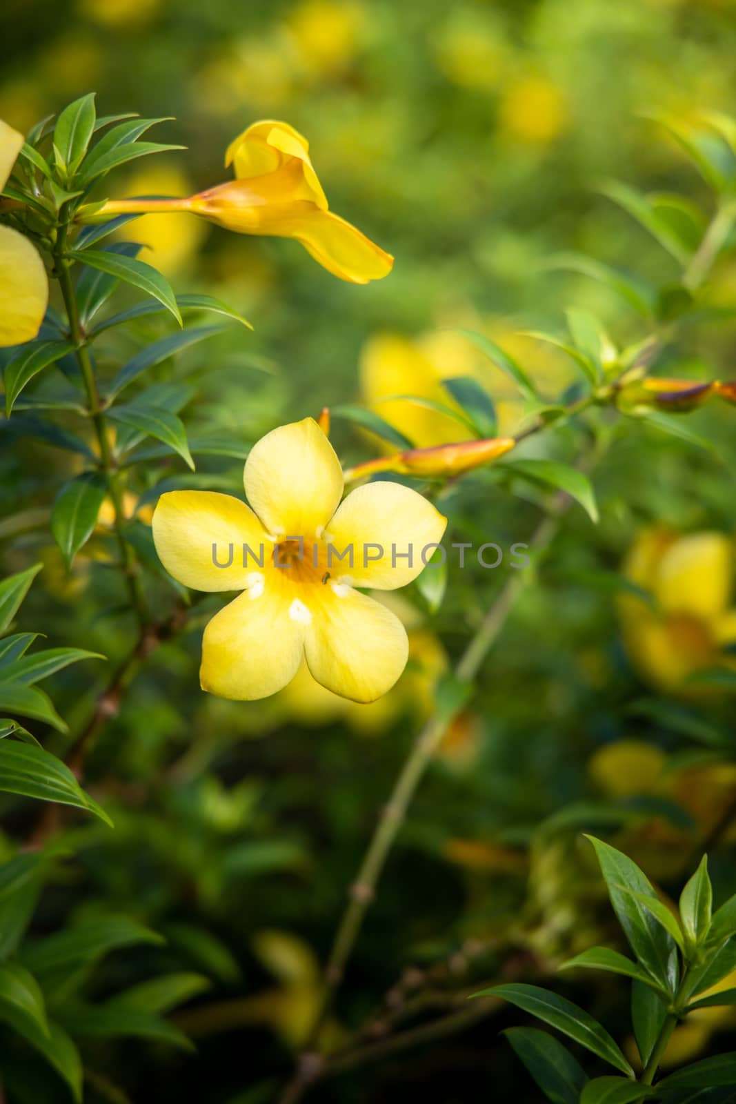 The background image of the colorful flowers by teerawit