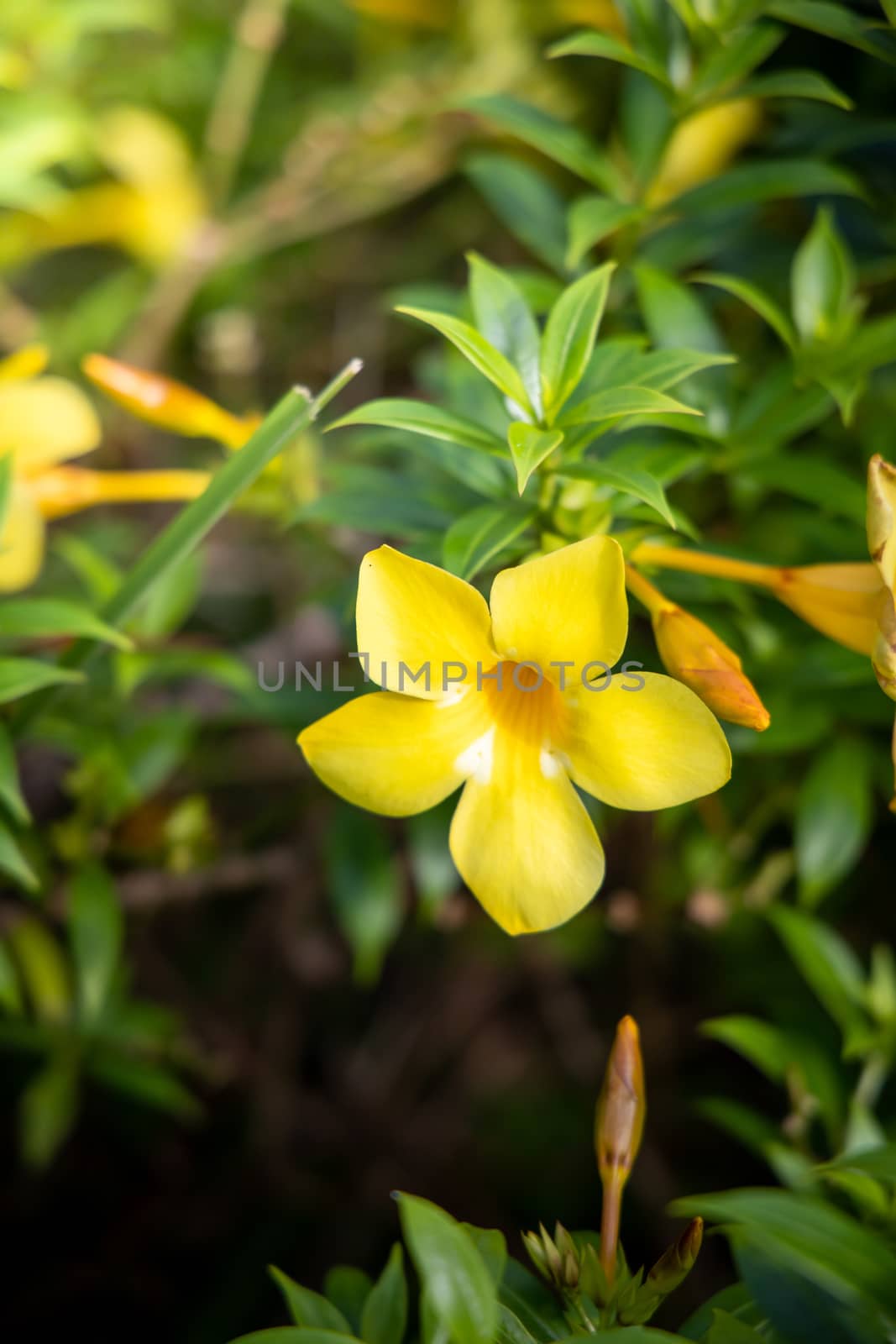 The background image of the colorful flowers, background nature