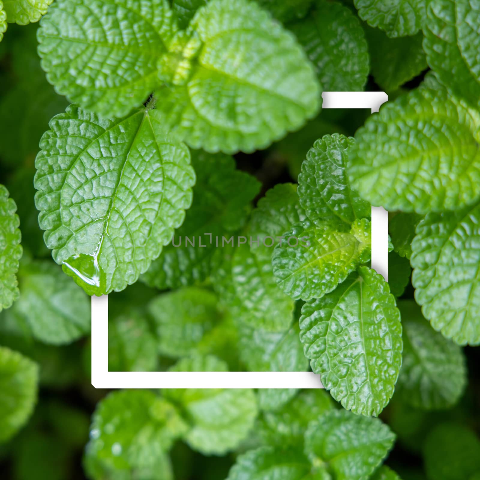 Background texture of leaves closeup. Green Leaves Background with White Paper Frame. Flat Lay