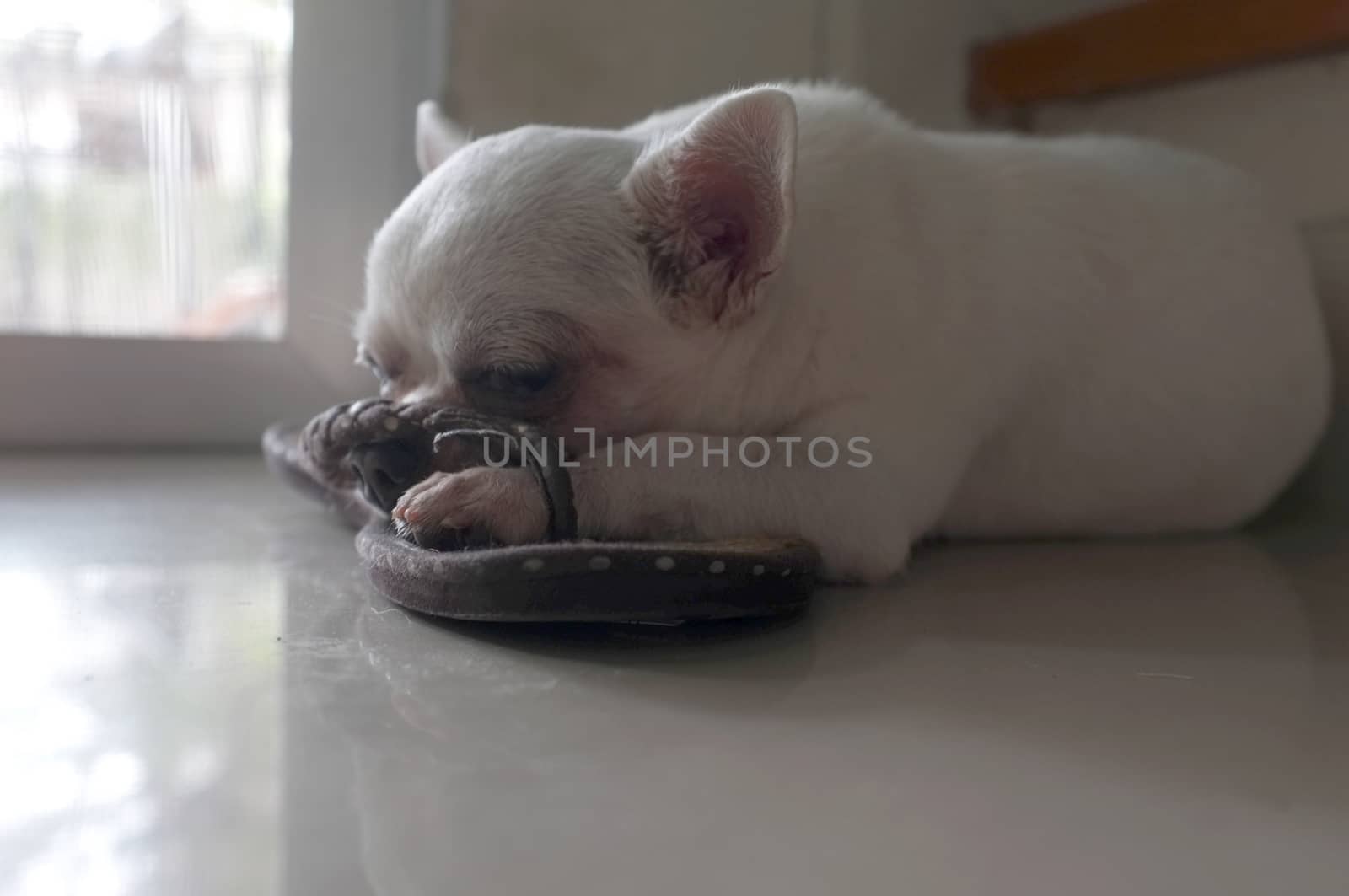 Dog sleeping on the floor at the square spot of warm sun light from the door