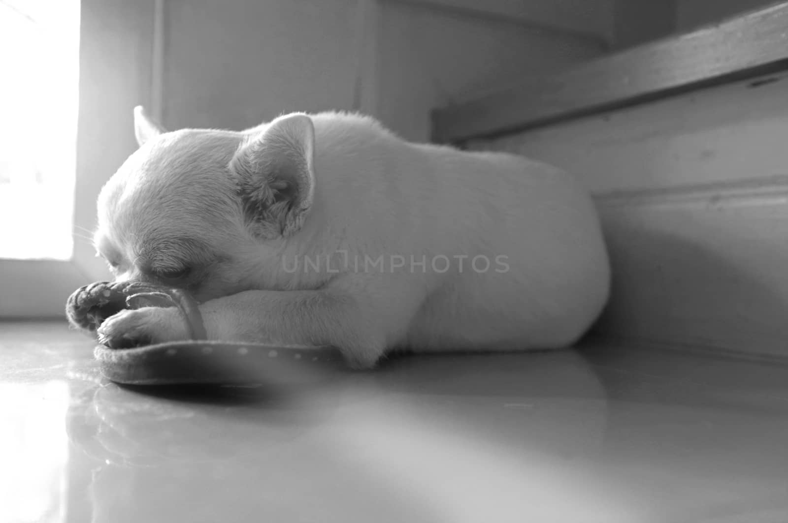 Dog sleeping on the floor at the square spot of warm sun light from the door