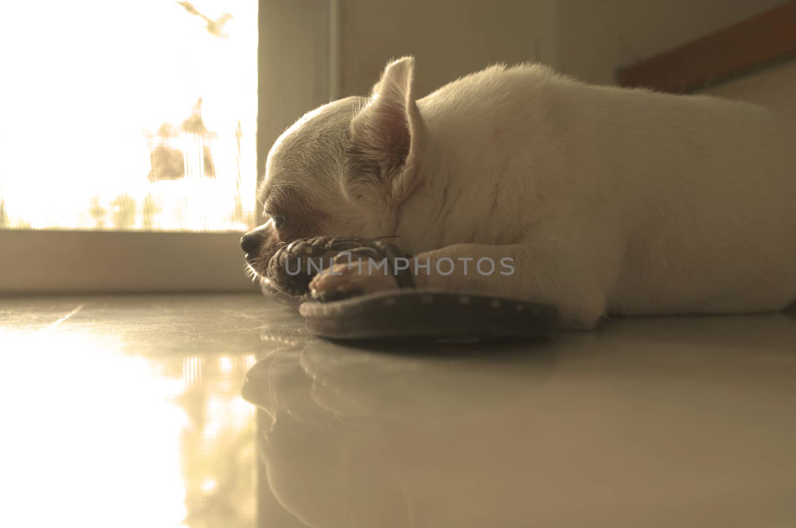 Dog sleeping on the floor at the square spot of warm sun light from the door