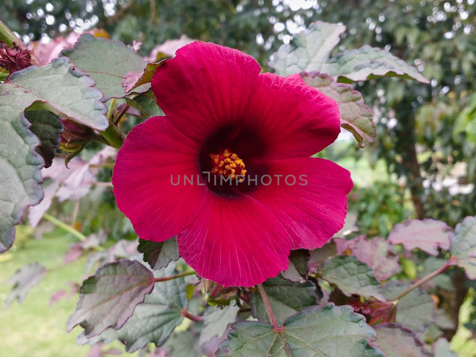 Closeup of magenta hibiscus flower with leaves in blurred background in sunny day.