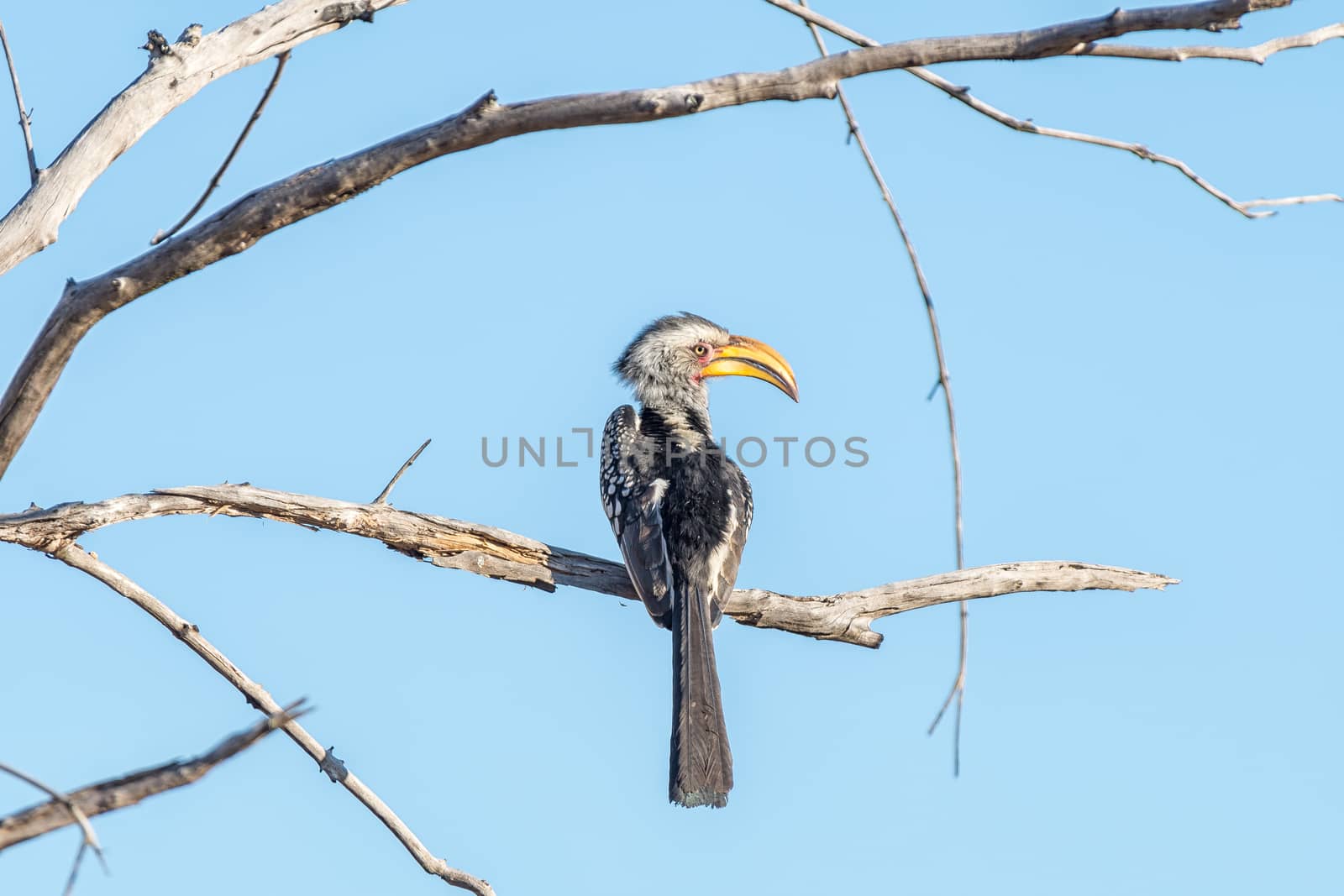 Southern ground hornbill, Bucorvus cafer, on a dead tree branch by dpreezg