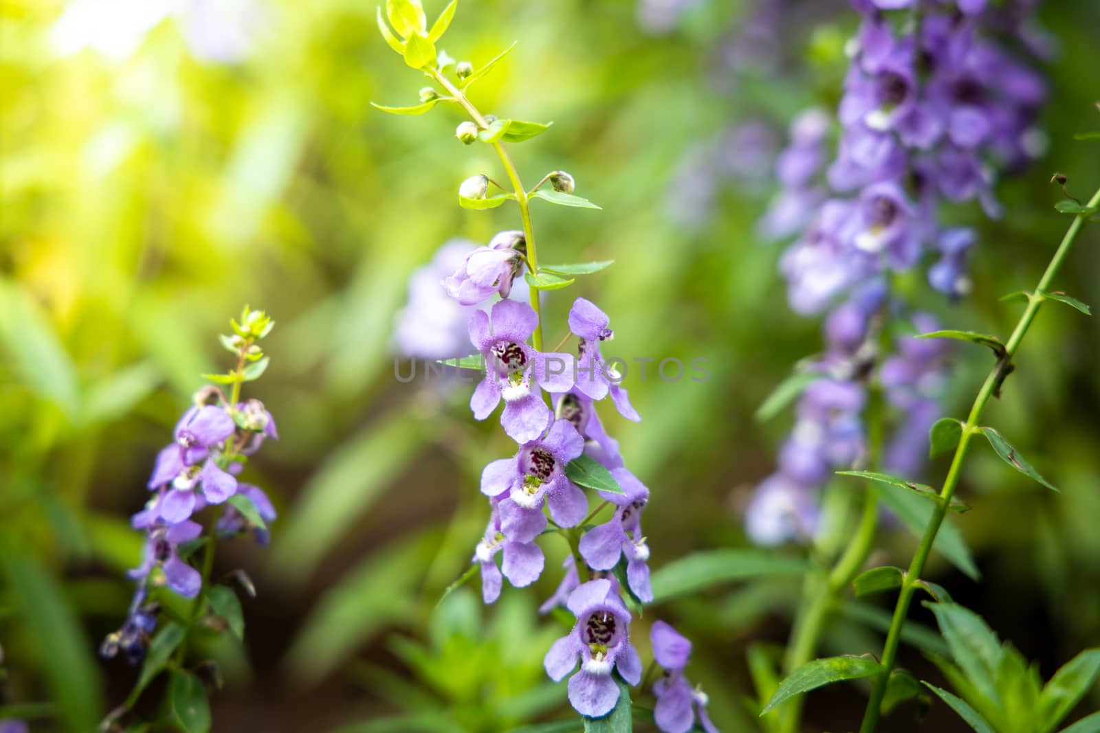 The background image of the colorful flowers, background nature