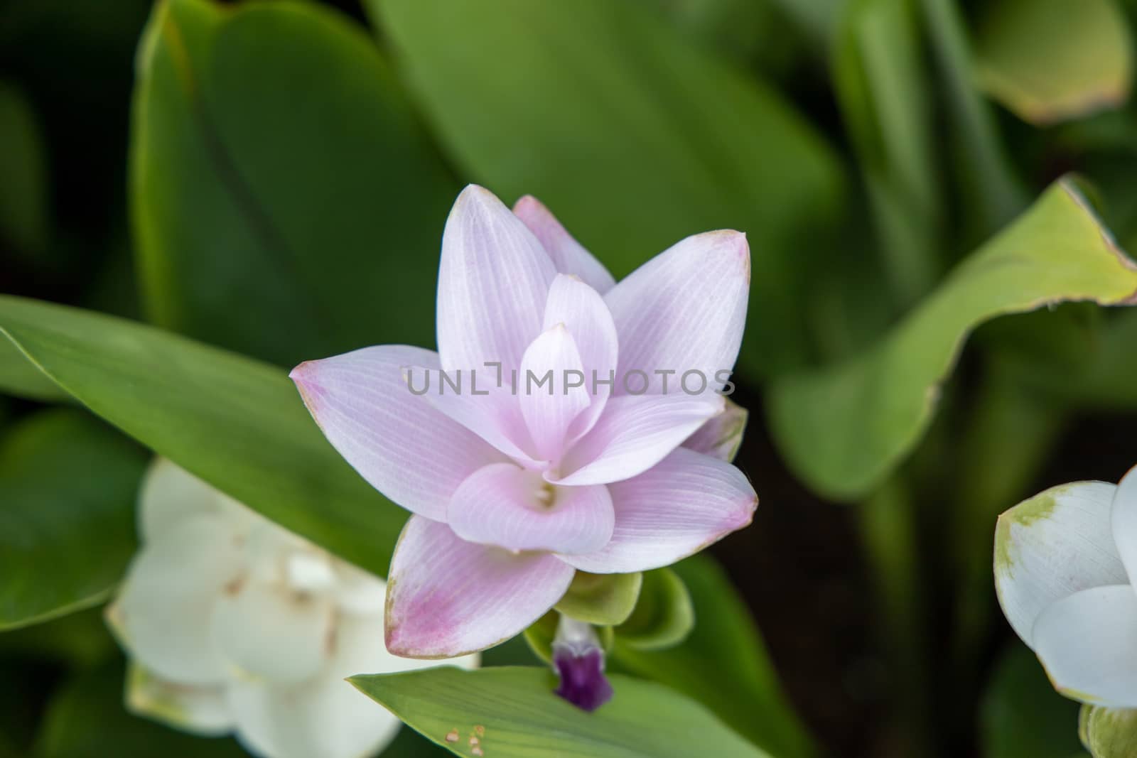 The background image of the colorful flowers, background nature