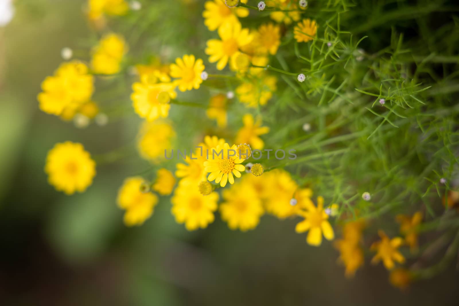 The background image of the colorful flowers, background nature