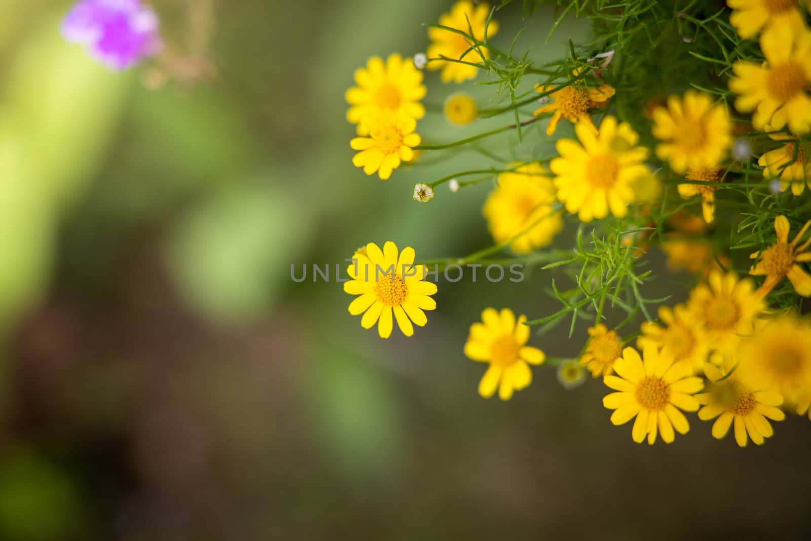 The background image of the colorful flowers, background nature