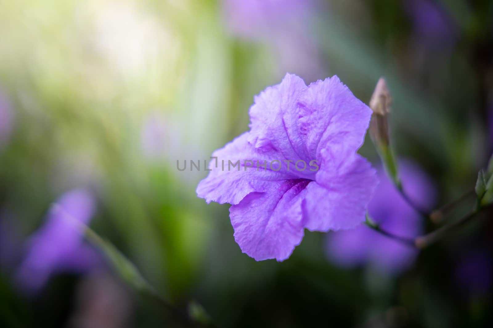 The background image of the colorful flowers, background nature