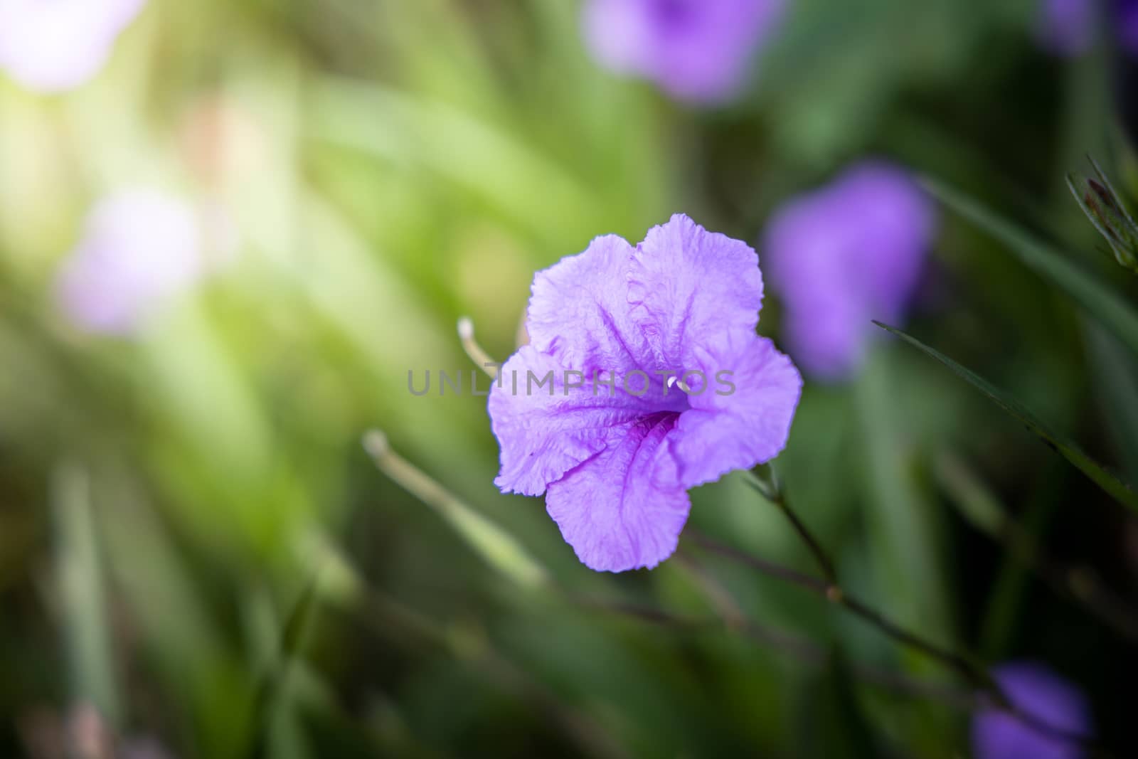 The background image of the colorful flowers, background nature