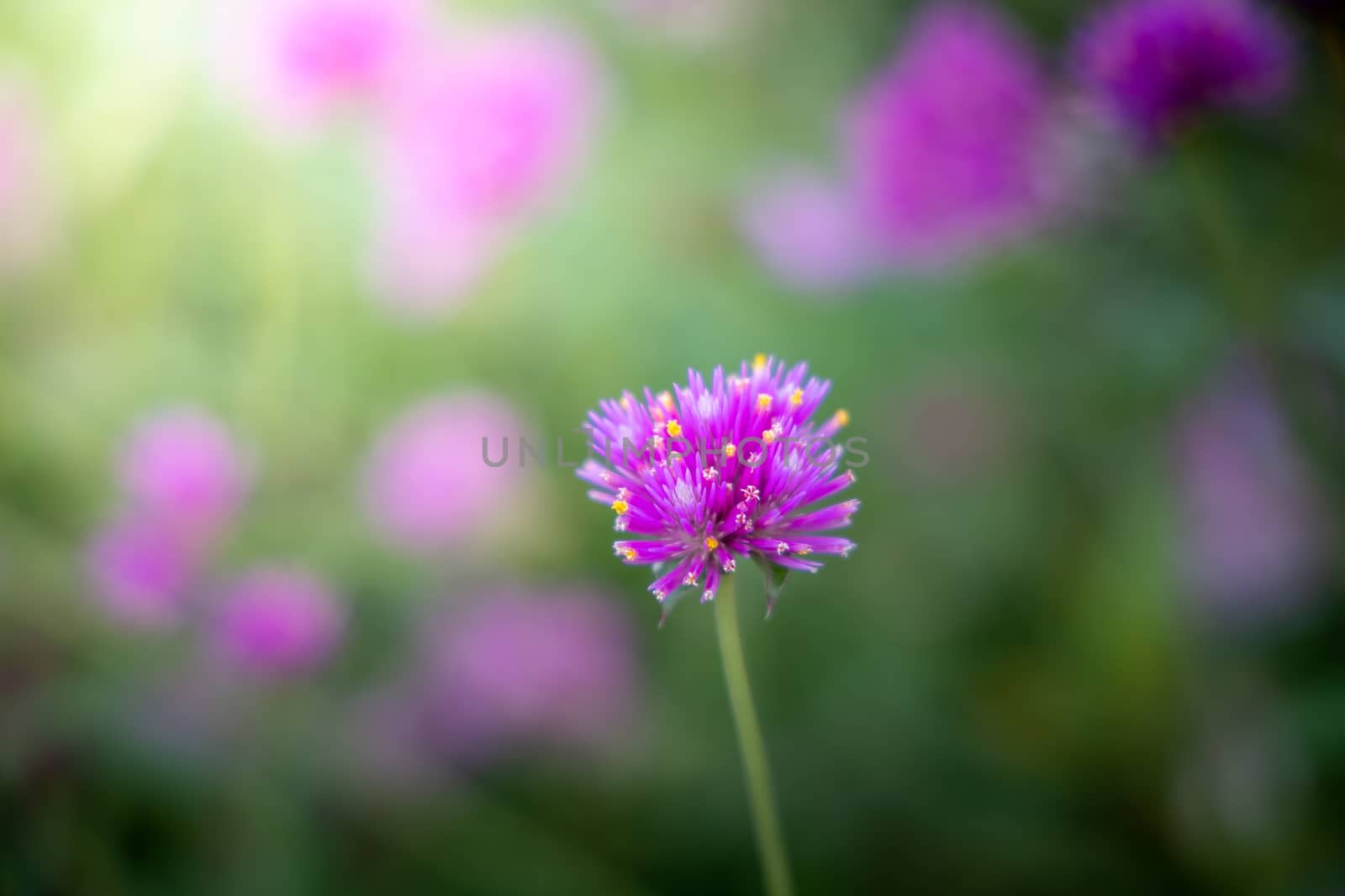 The background image of the colorful flowers, background nature