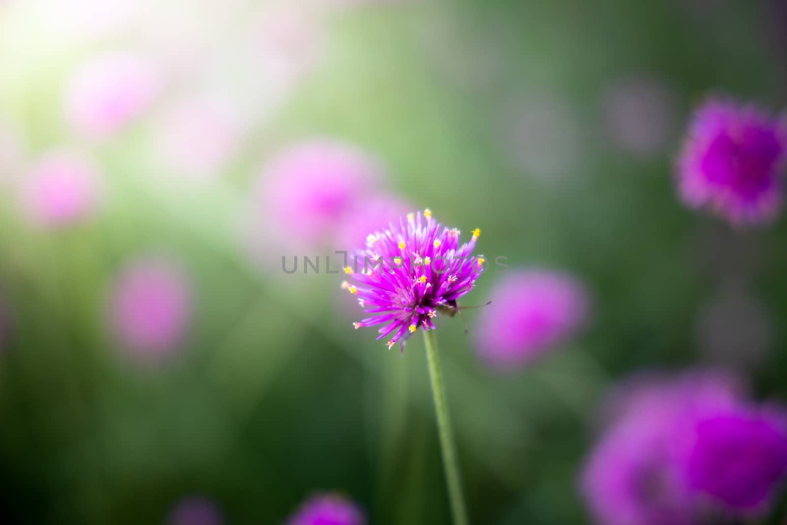 The background image of the colorful flowers, background nature