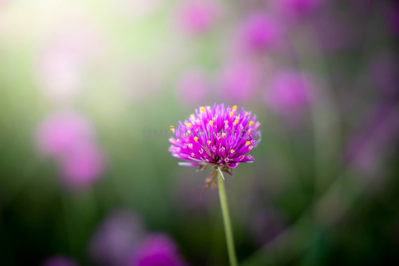 The background image of the colorful flowers, background nature