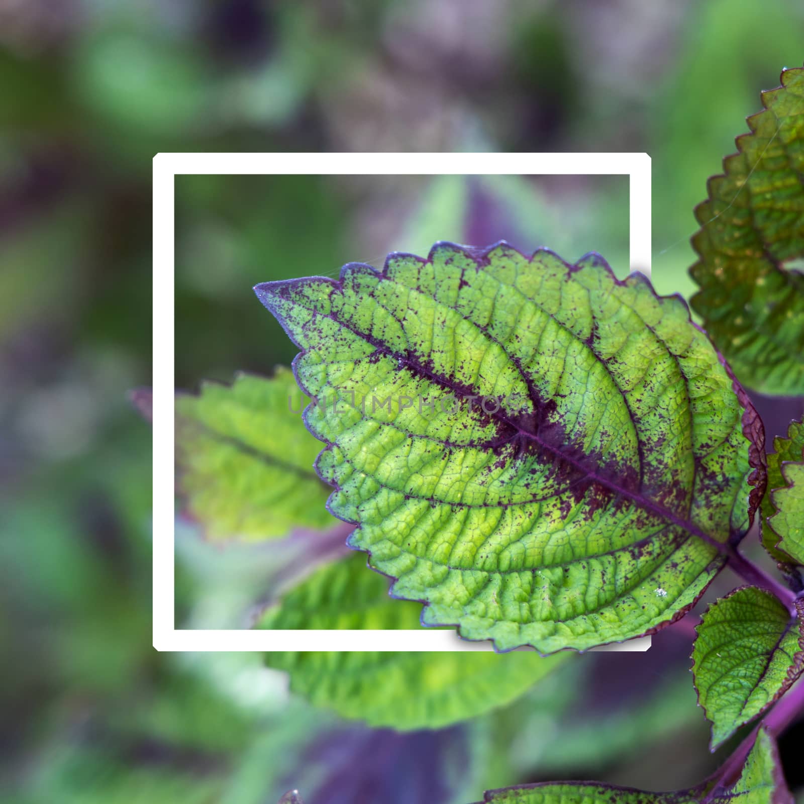 Background texture of leaves closeup. Green Leaves Background with White Paper Frame. Flat Lay