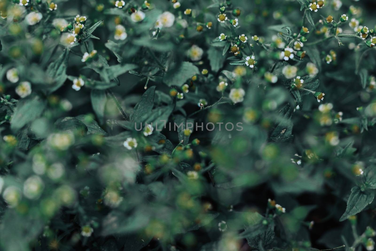 Wild flowers in nature, blurry scene
