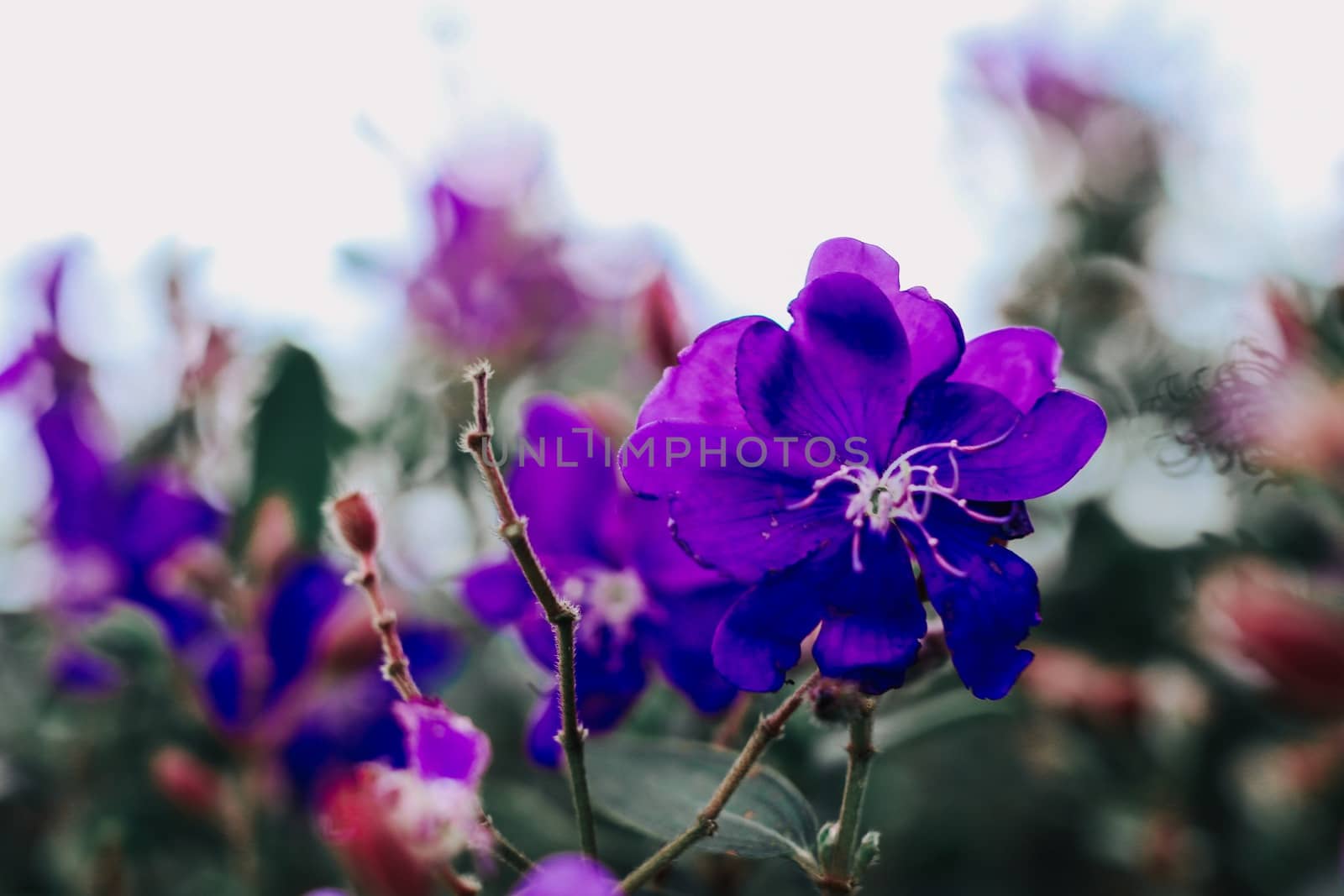 Winter flowers in the rainy season, Background blur