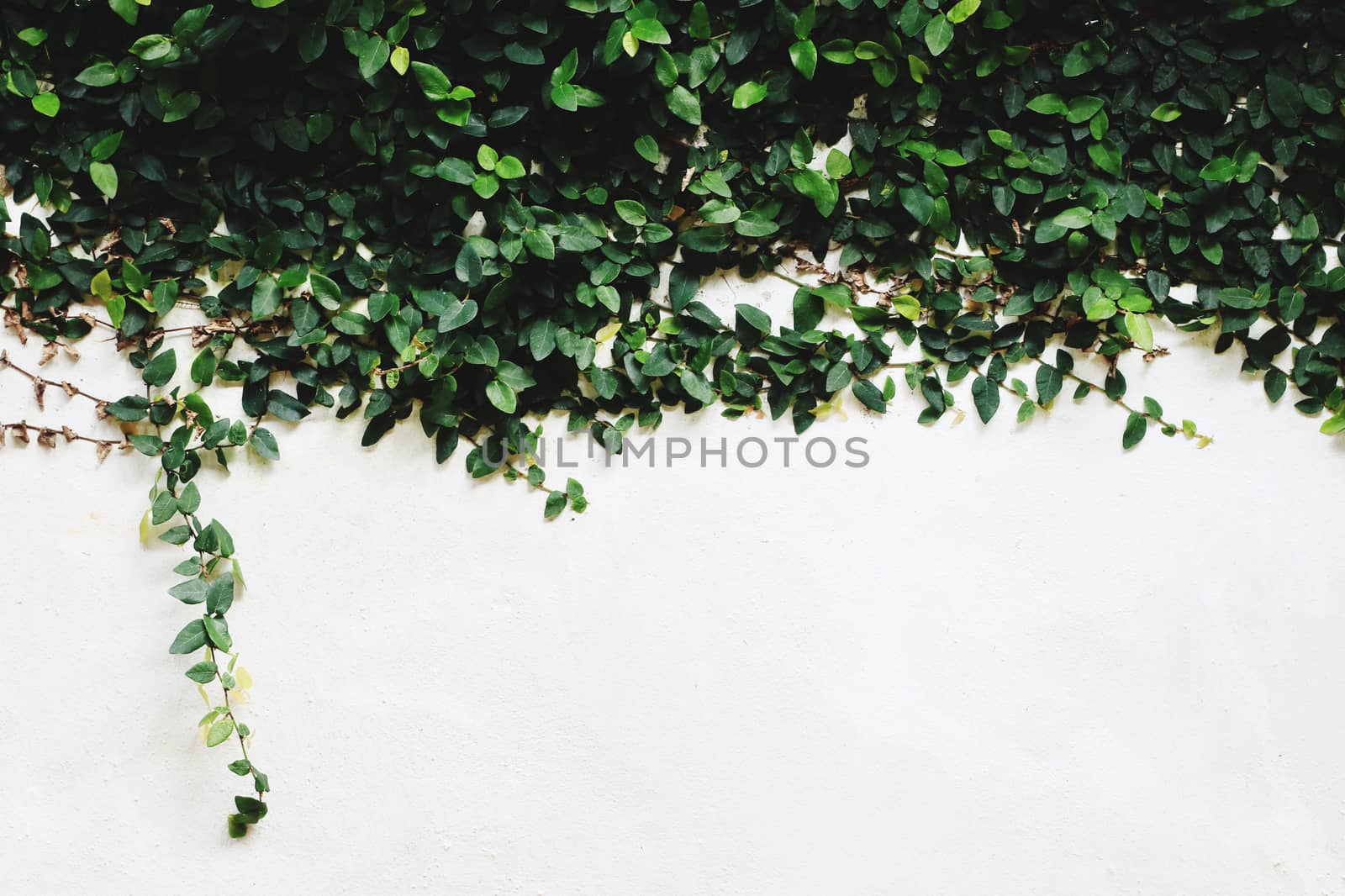 White cement wall with leaves.
