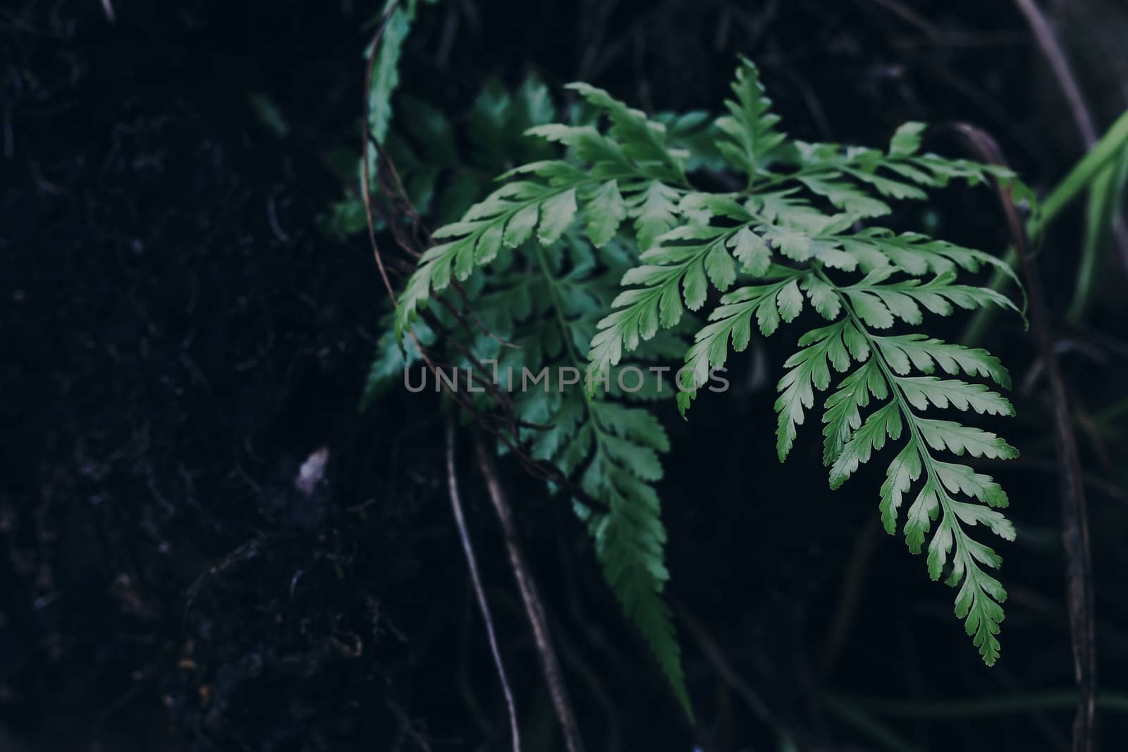 Natural wood plants in tropical forests, with blurred scenes by aekgasit