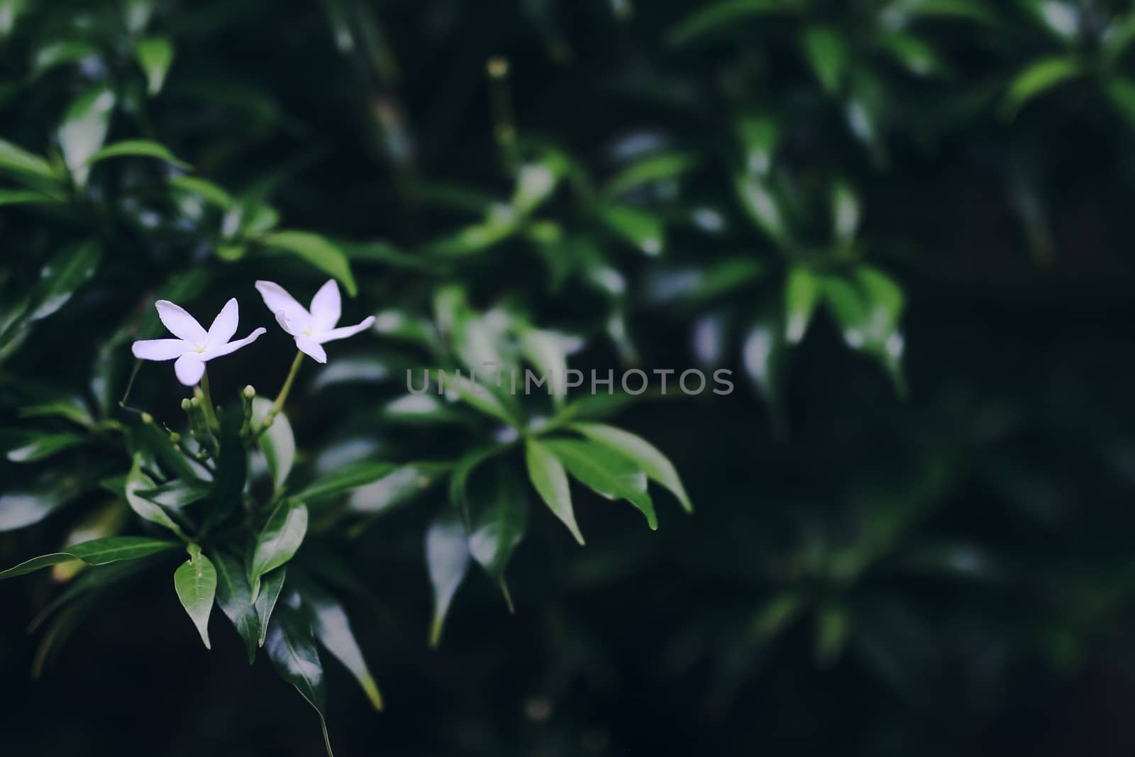 Wild flowers in nature, blurry background
