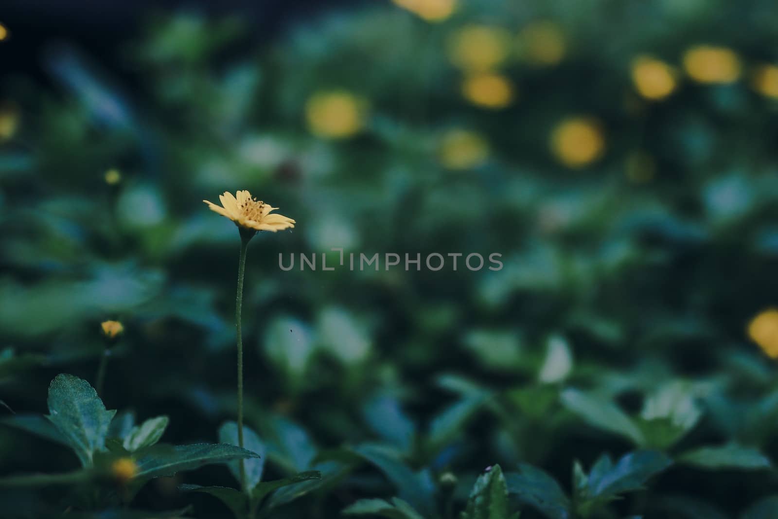 Wild flowers in nature, blurry scene by aekgasit