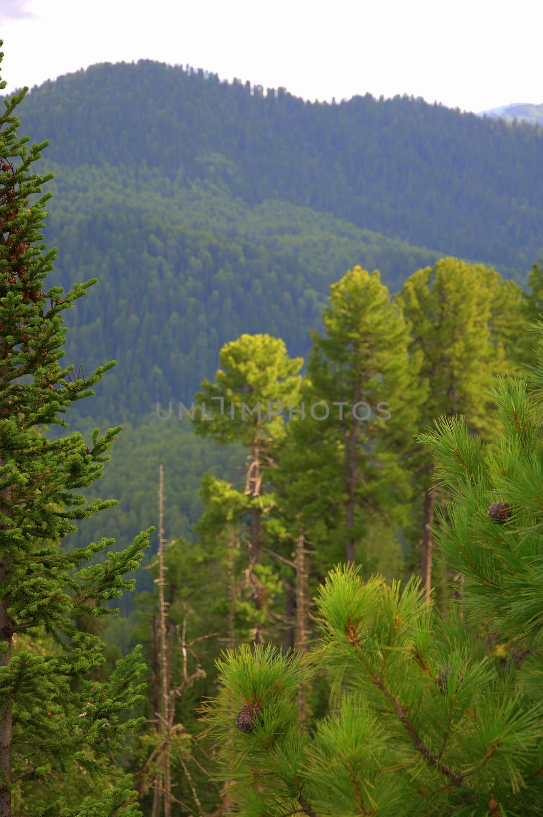 A look at the forested hills through the branches of conifers. Altai, Siberia, Russia.