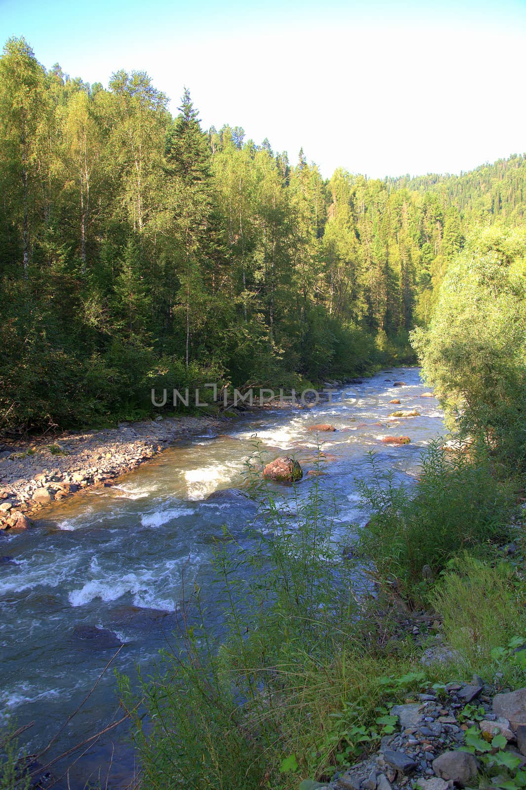 View of a small mountain river flowing through the morning forest. Altai, Siberia, Russia.