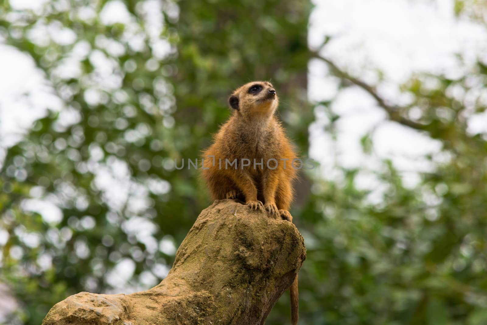 Portrait of adult wild African meerkat, Meerkat (Suricatta). Photographed in nature in the wild.