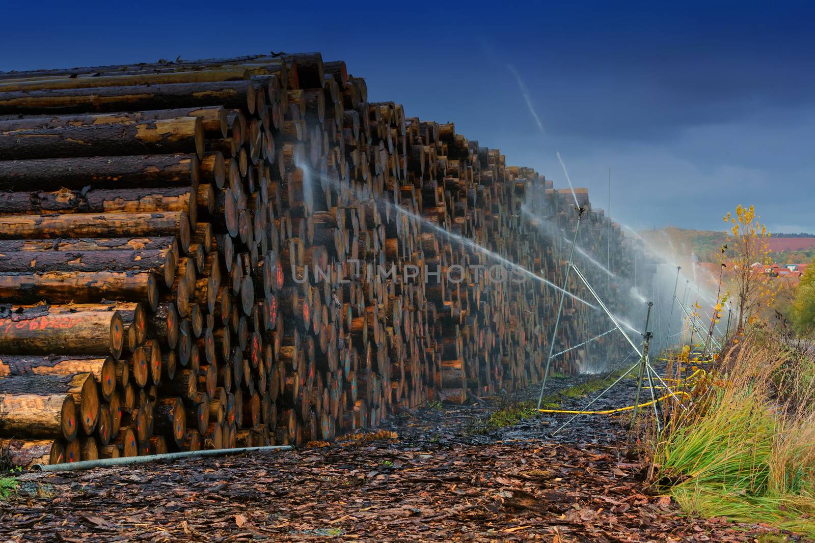 Wood yard business. Wood stacked outdoors. Concept forest industry environment.
Felled tree trunks are sprayed with water to protect them against wood pests