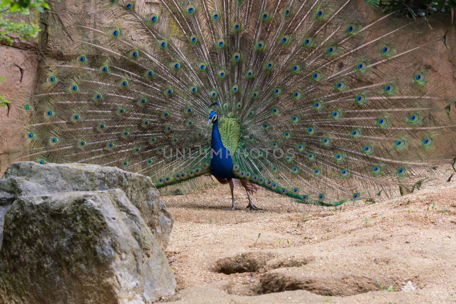 Adult male peacock displaying colorful feathers, portrait of an adult male peacock displaying his feathers