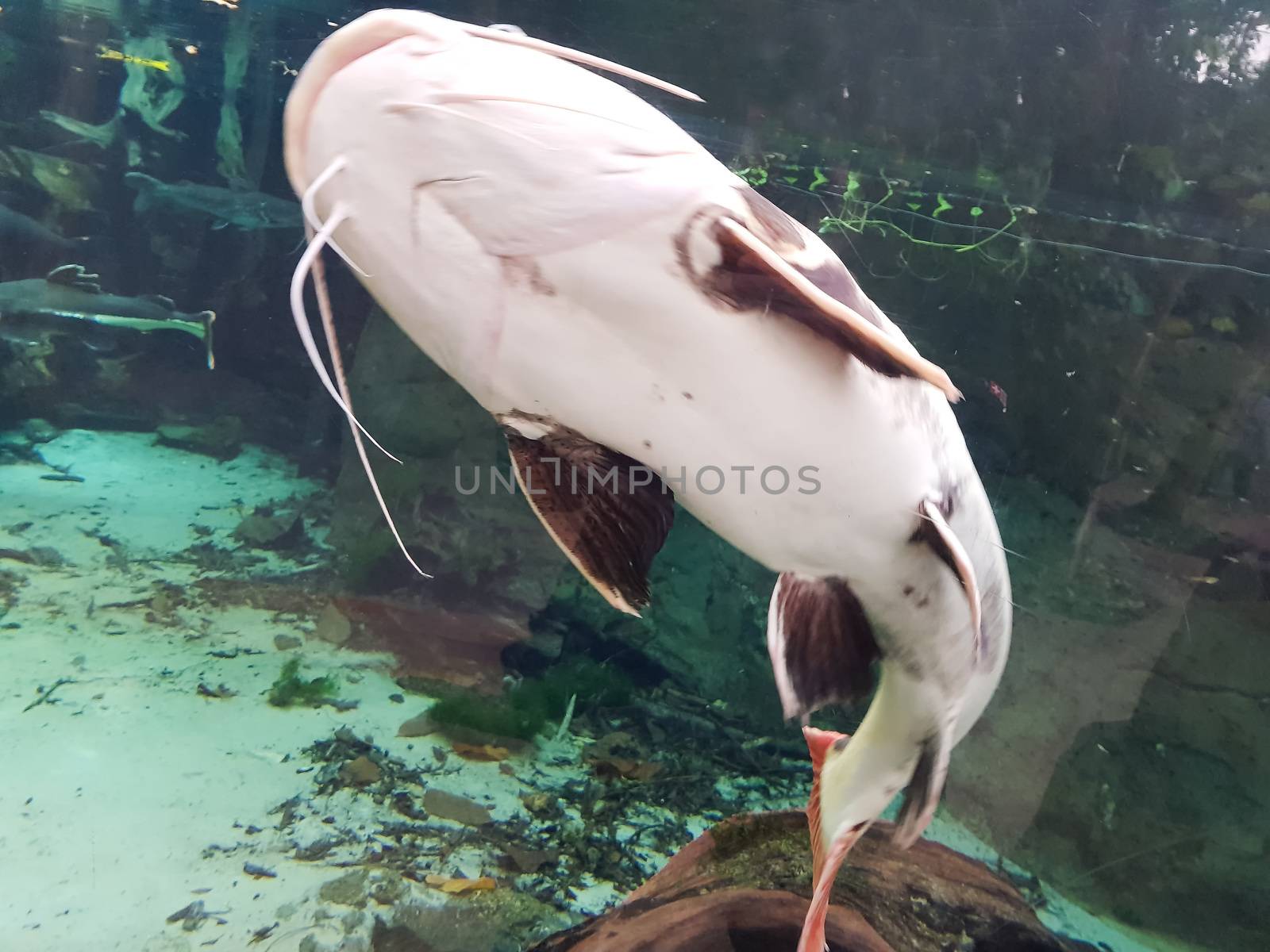 The catfish, catfish (Silurus glanis) underwater