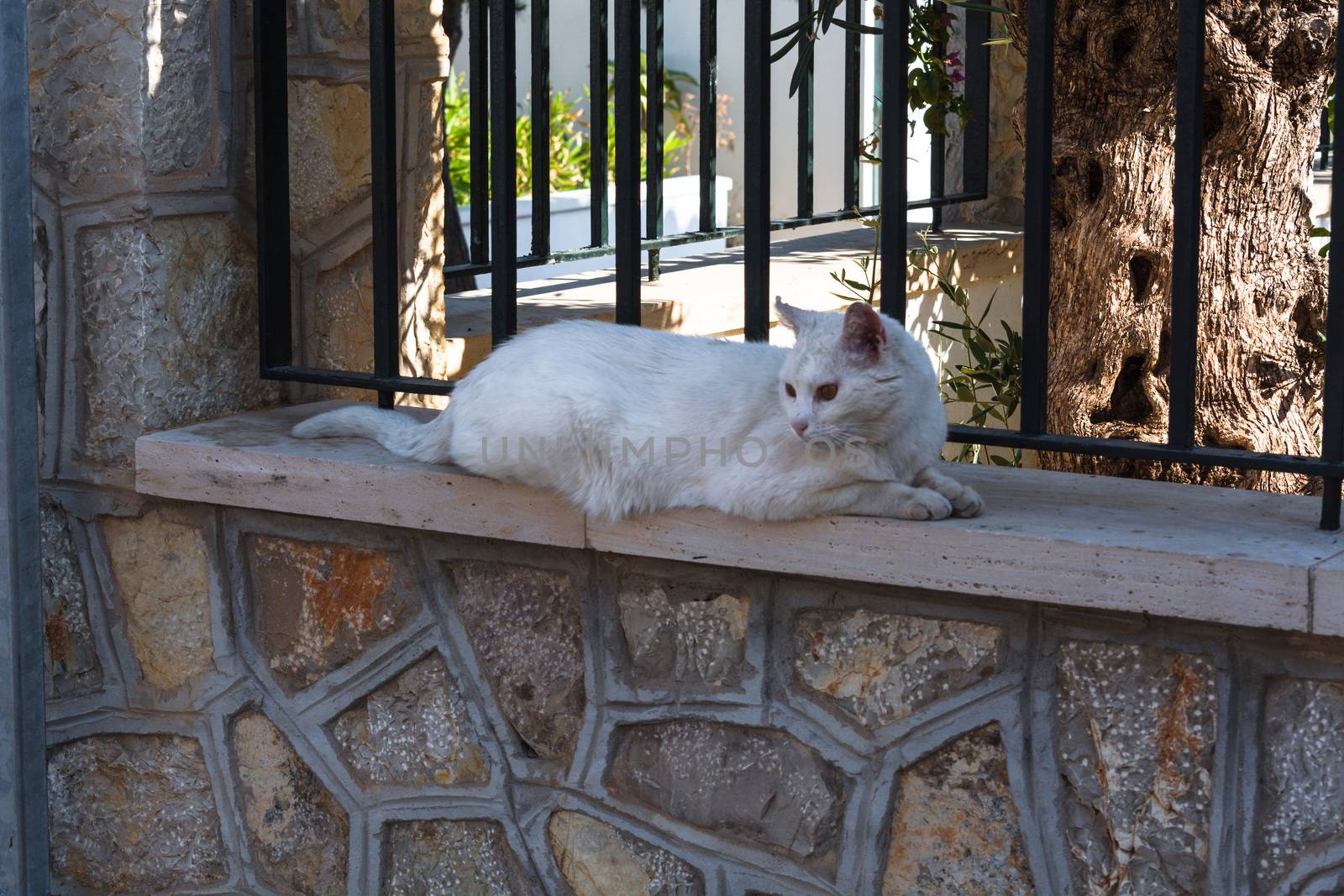 White cat lying on a wall in the town of Sant Elm, Mallorca Spain.