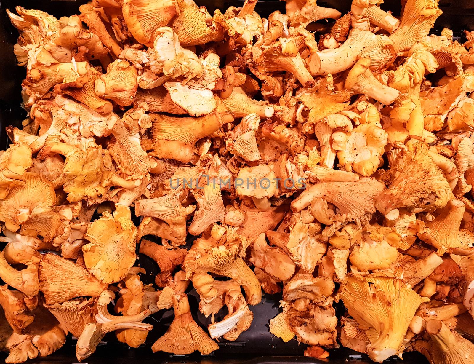 Large selection of edible mushrooms at the market stall