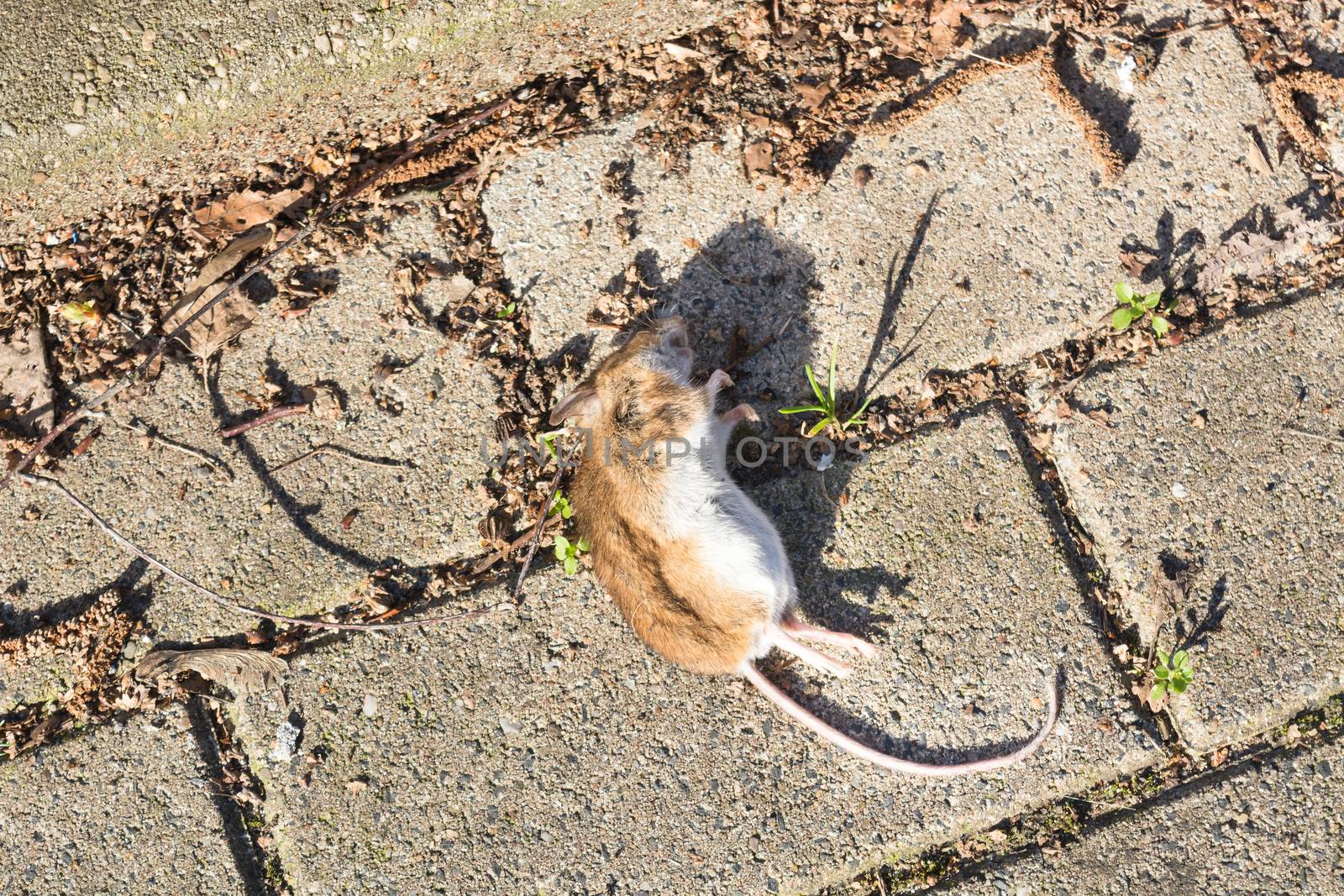 Dead mouse on the sidewalk. Selective focus        by JFsPic