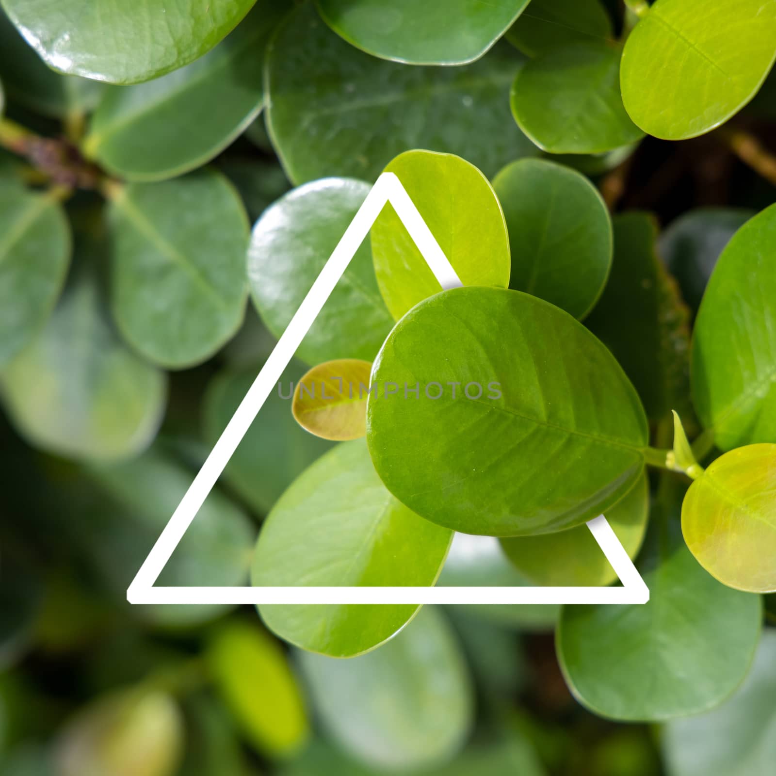 Background texture of leaves closeup. Green Leaves Background with White Paper Frame. Flat Lay