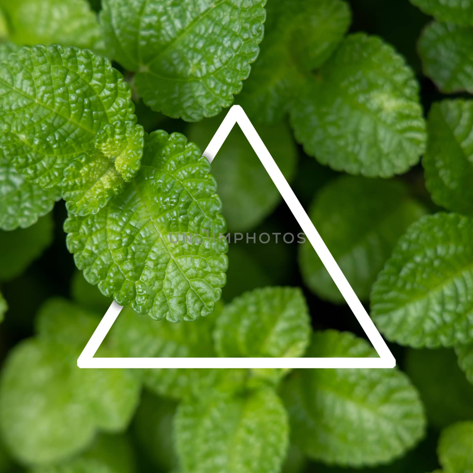 Background texture of leaves closeup. Green Leaves Background with White Paper Frame. Flat Lay