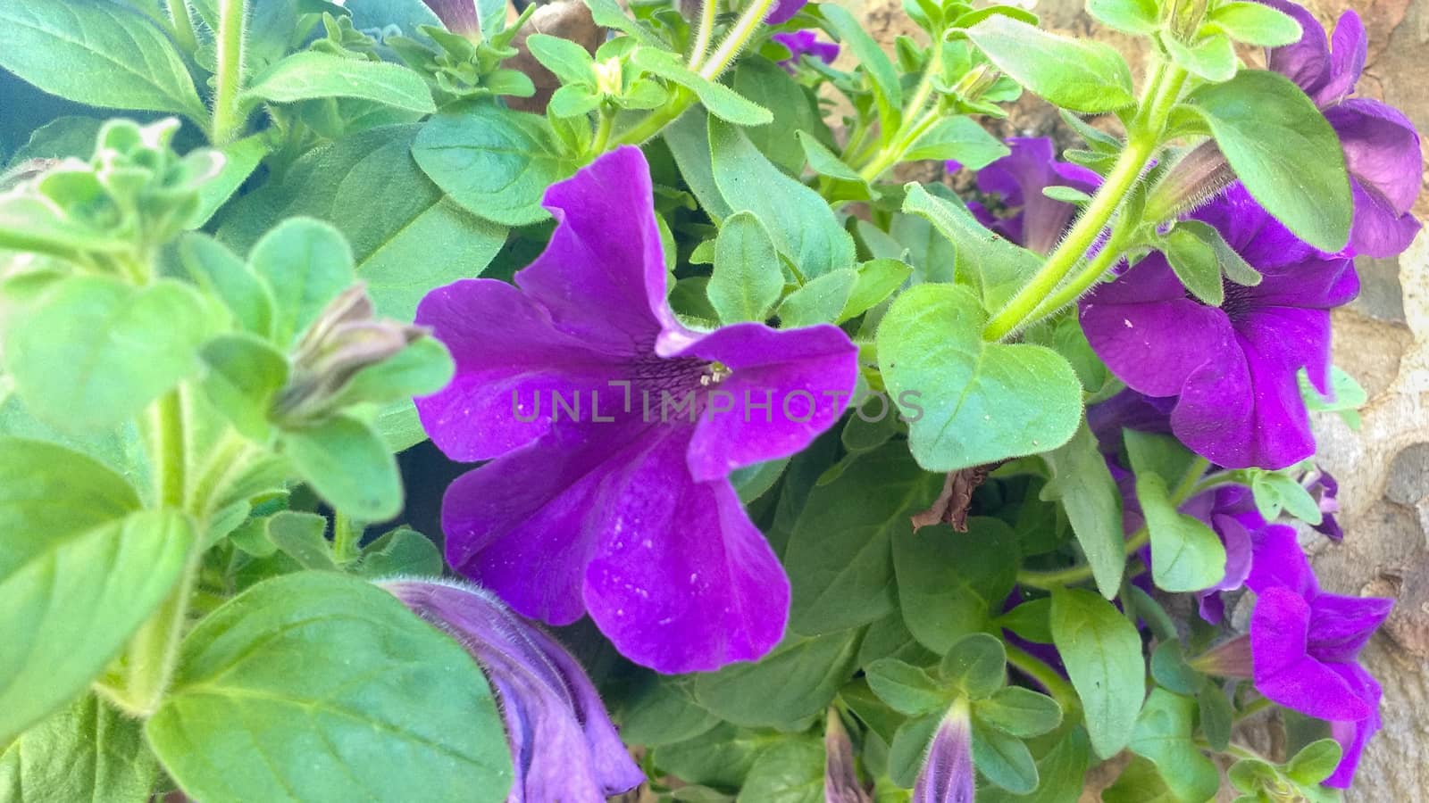 Close-up of a flowerbed with flowers and leaves of violet petunias.
