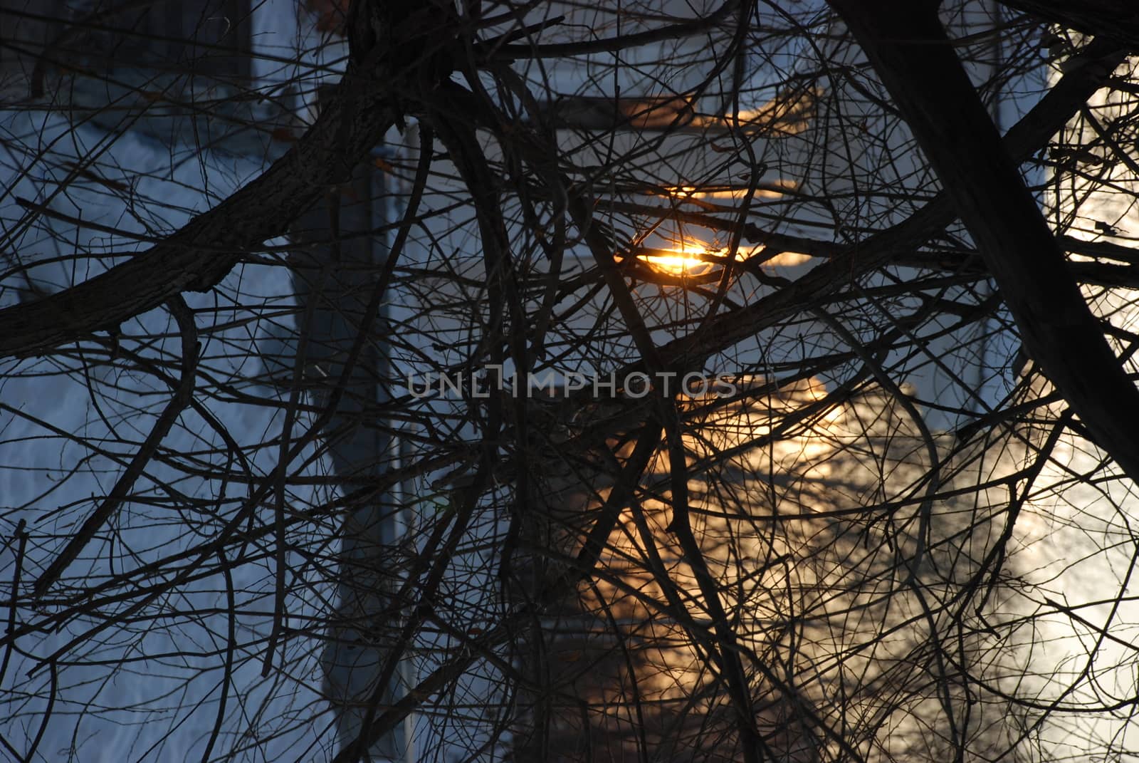 Sunset through the branches in the park in winter