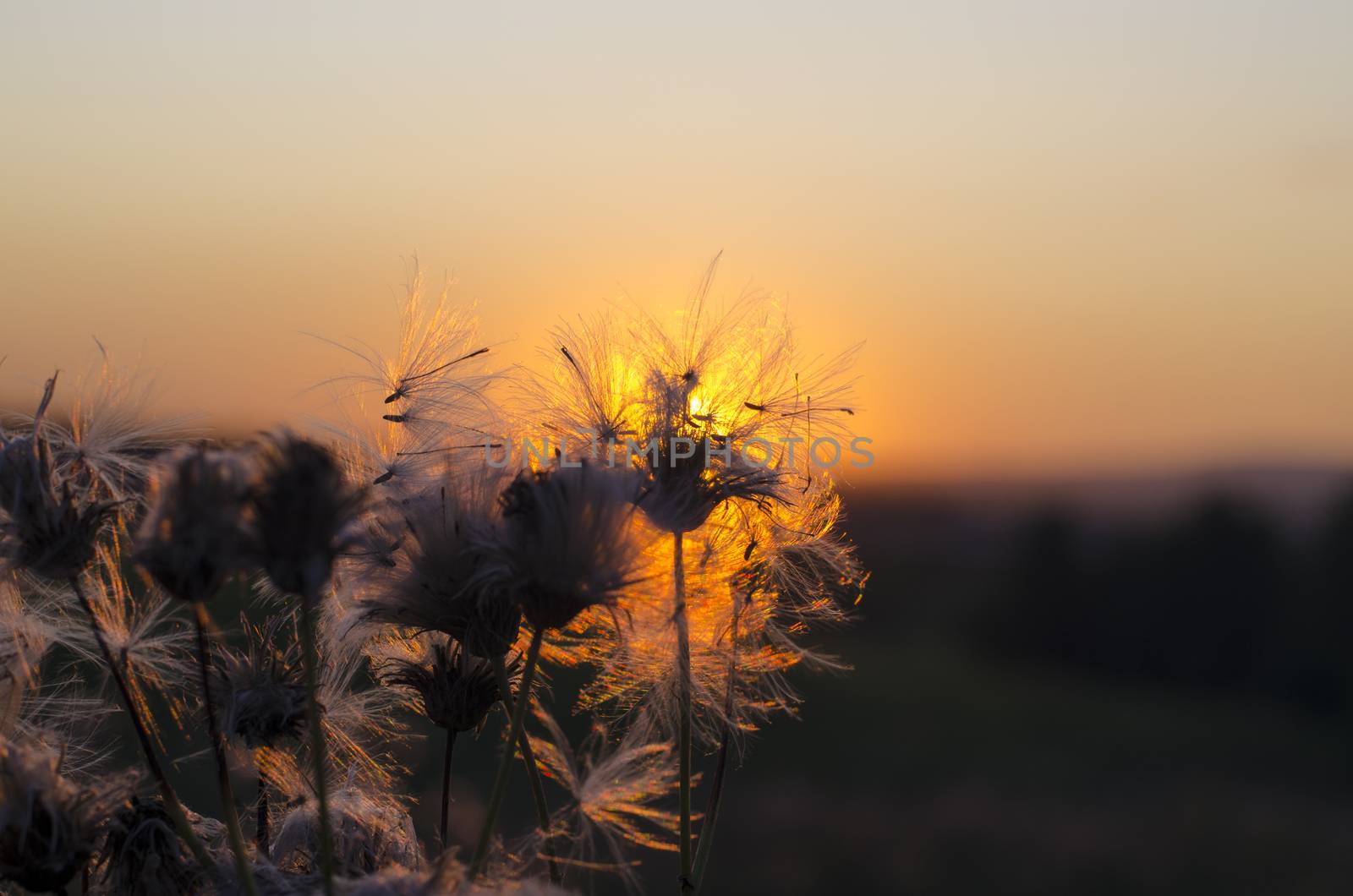 Dandelion on the background of the setting sun. The concept of lightness and contemplation. In the background is a meadow. Close-up. Copy space.