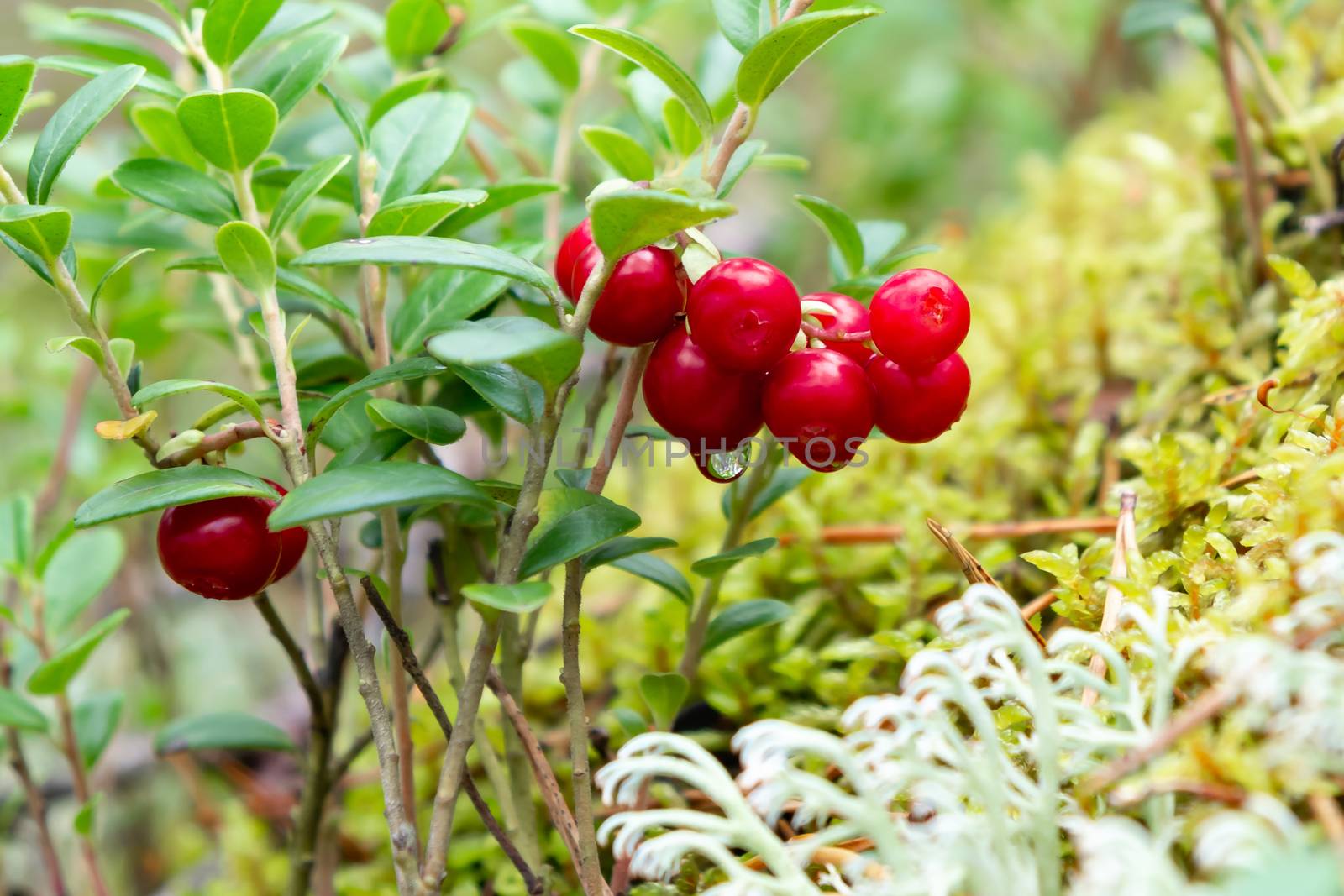 Bunch of lingonberries on a branch in the forest surrounded by white and green moss.