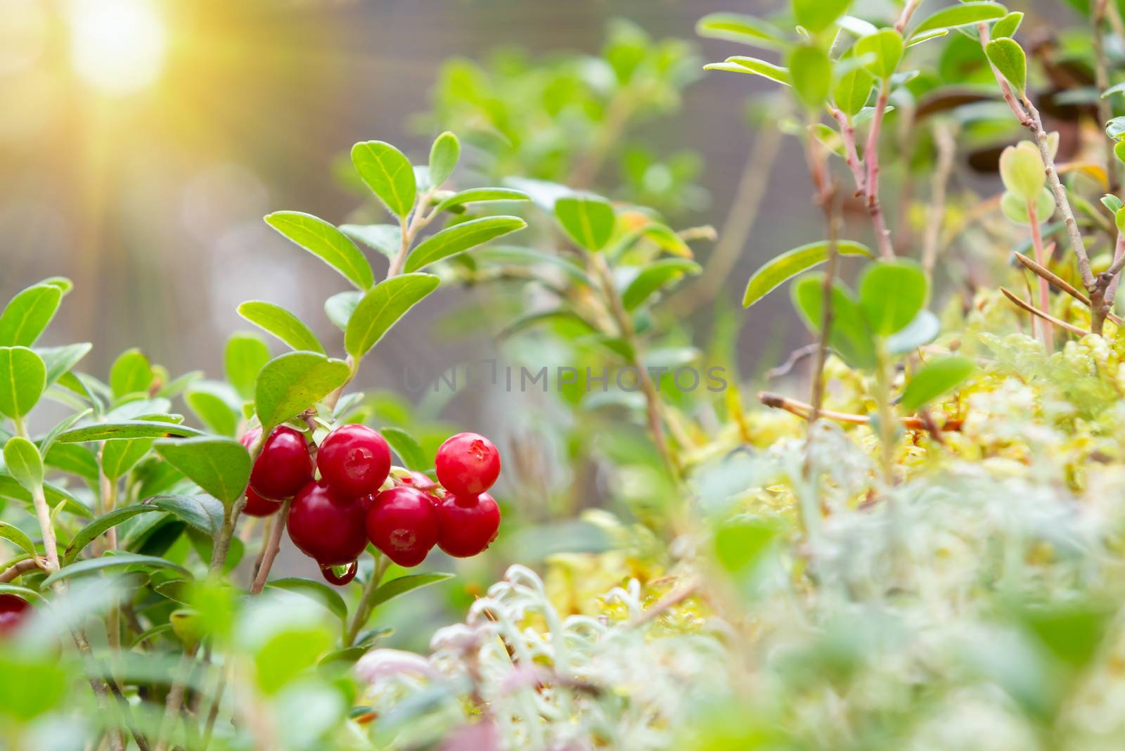 Bunch of lingonberries on a branch in the forest surrounded by white and green moss.