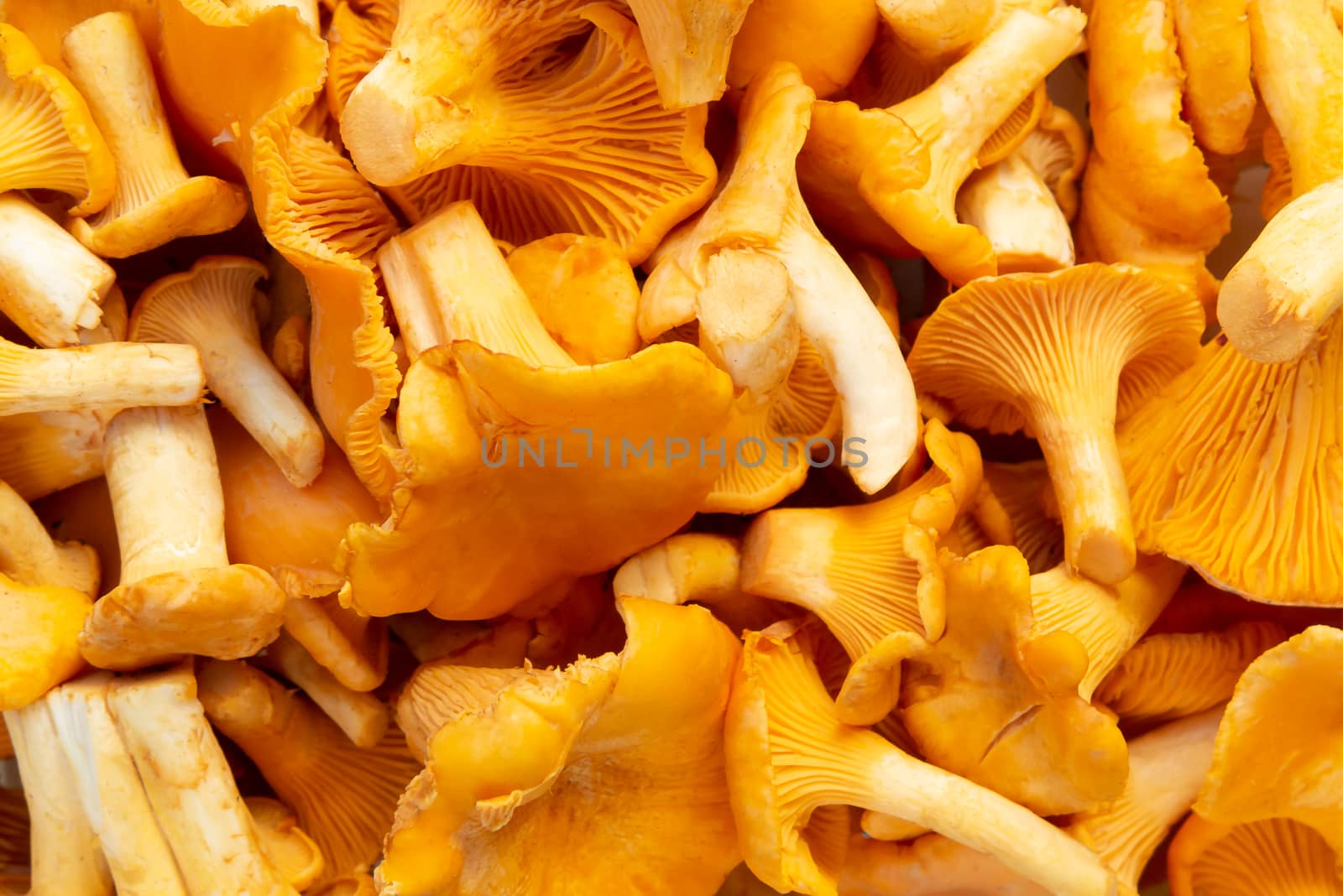 Group of edible forest chanterelle mushrooms, top view, texture.