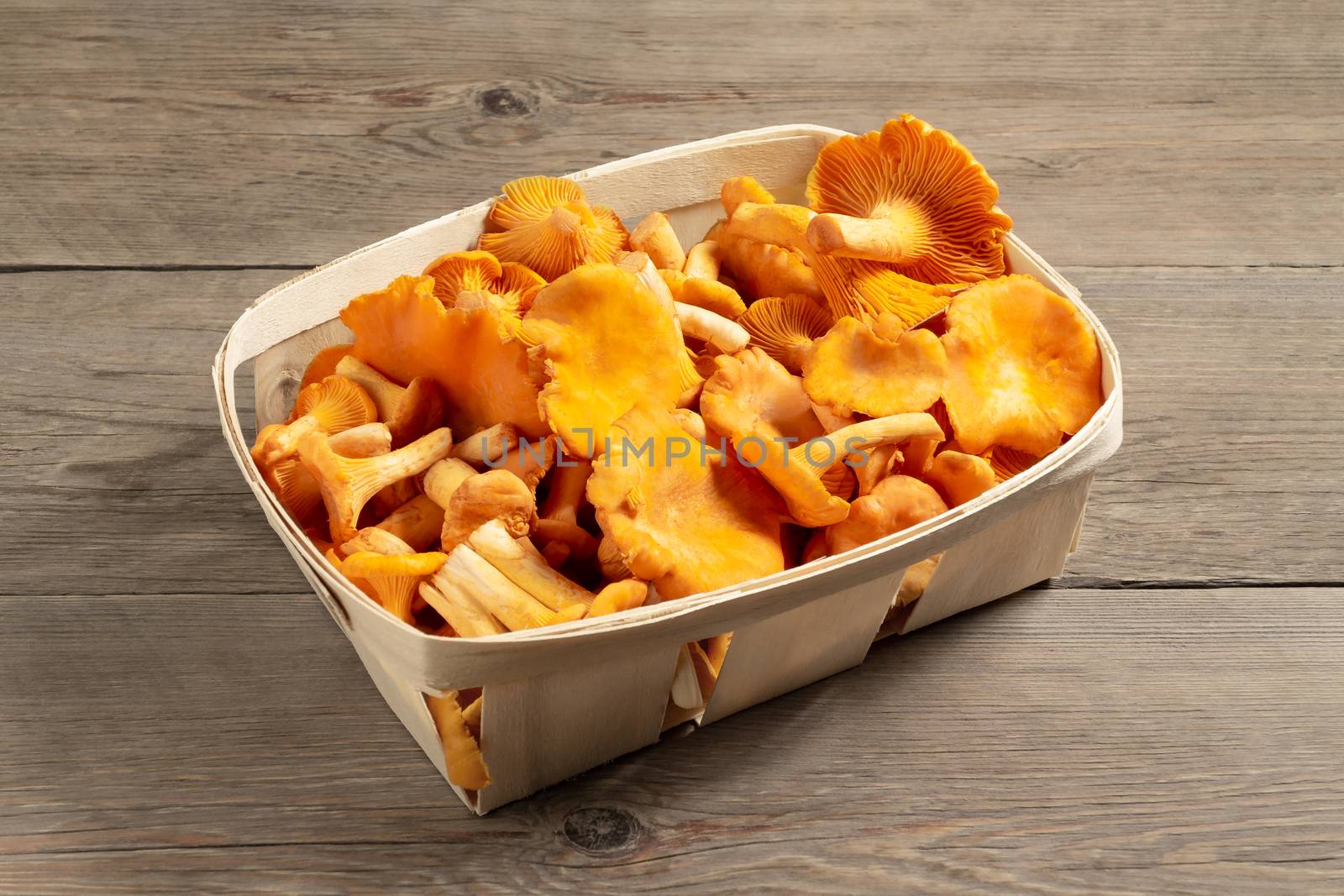 Group of edible forest chanterelle mushrooms in a wooden box of veneer on a blue wooden background.