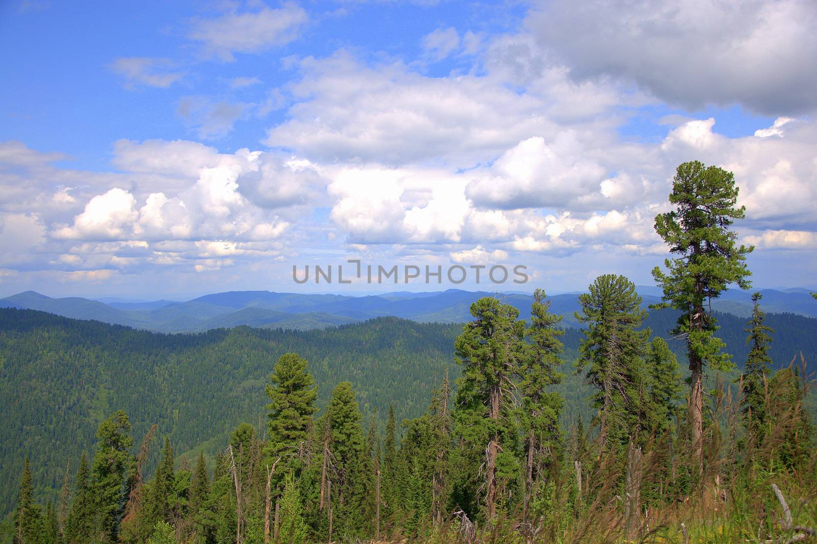 View of the mountain ranges from the top of the hill through tall pine trees. Altai, Siberia, Russia.