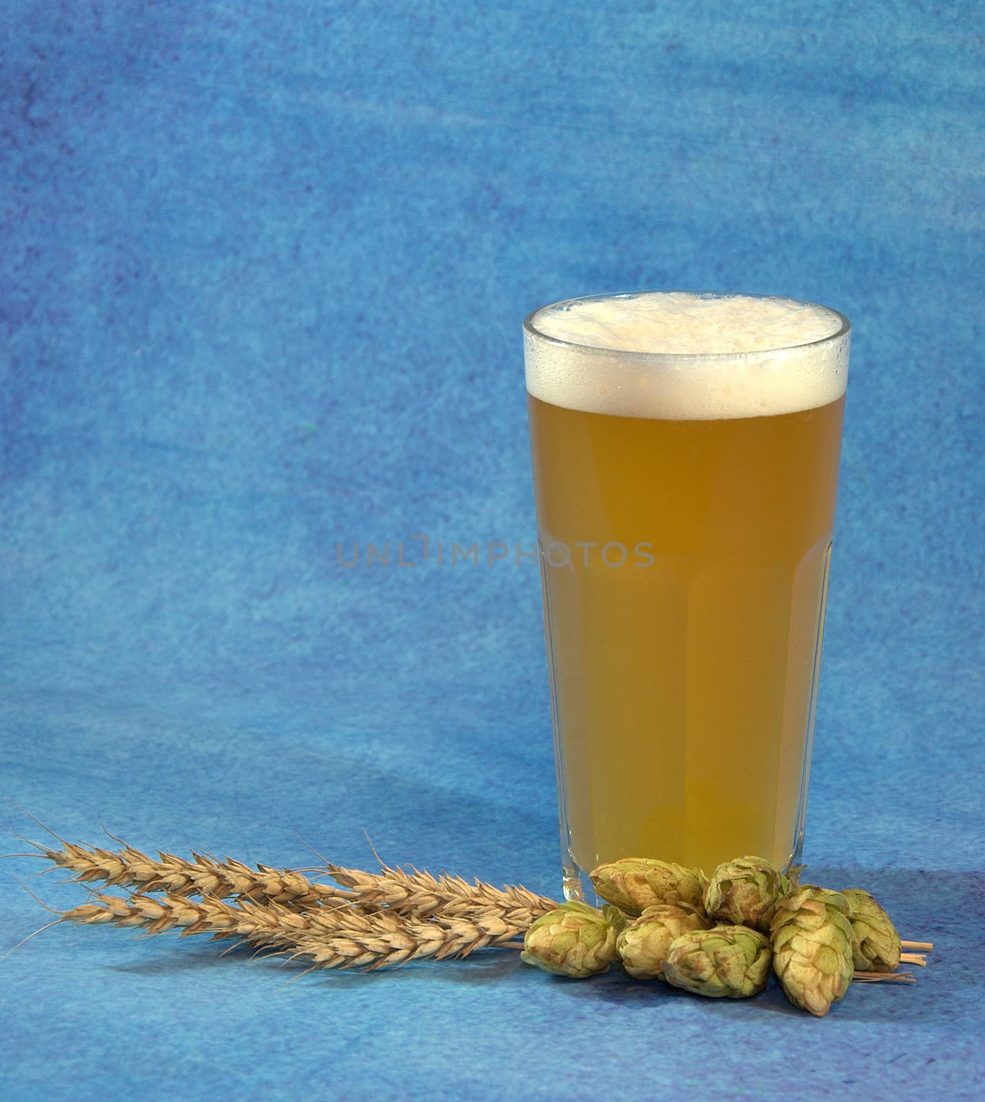 A full glass glass of wheat beer with foam, next to hops and wheat. Close-up.