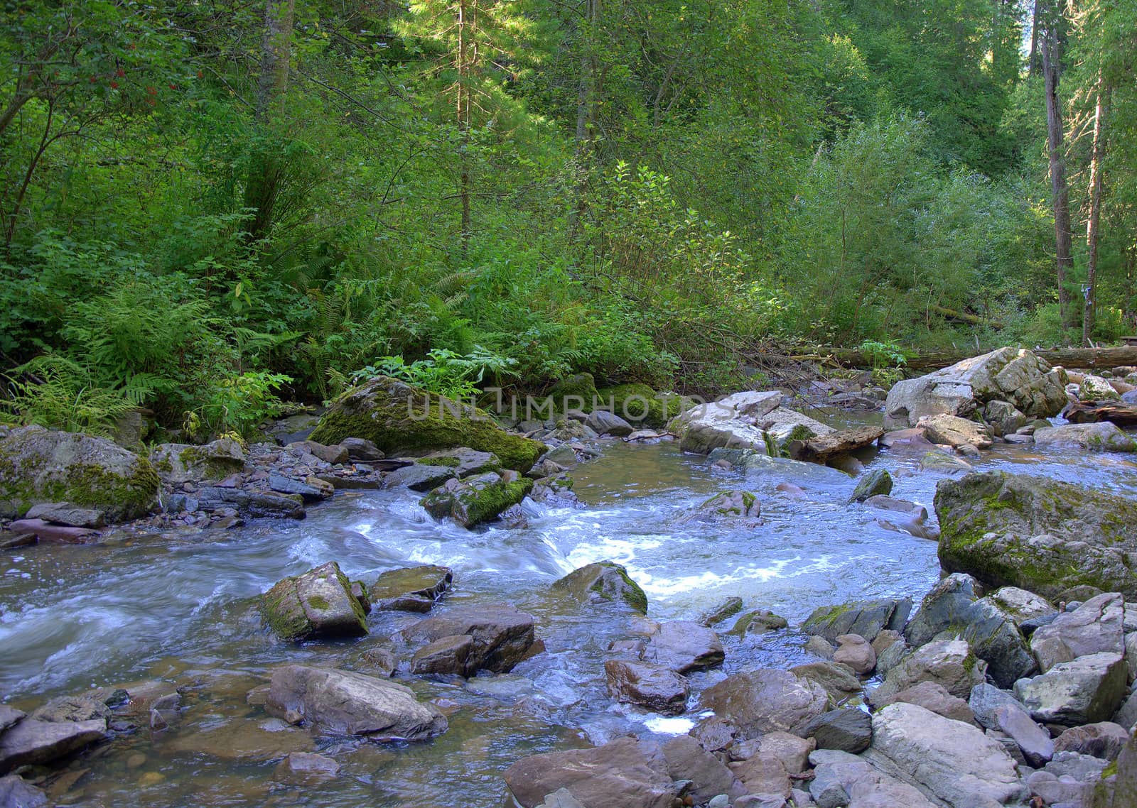 Rough and shallow river flowing through the morning forest. Altai, Siberia, Russia.