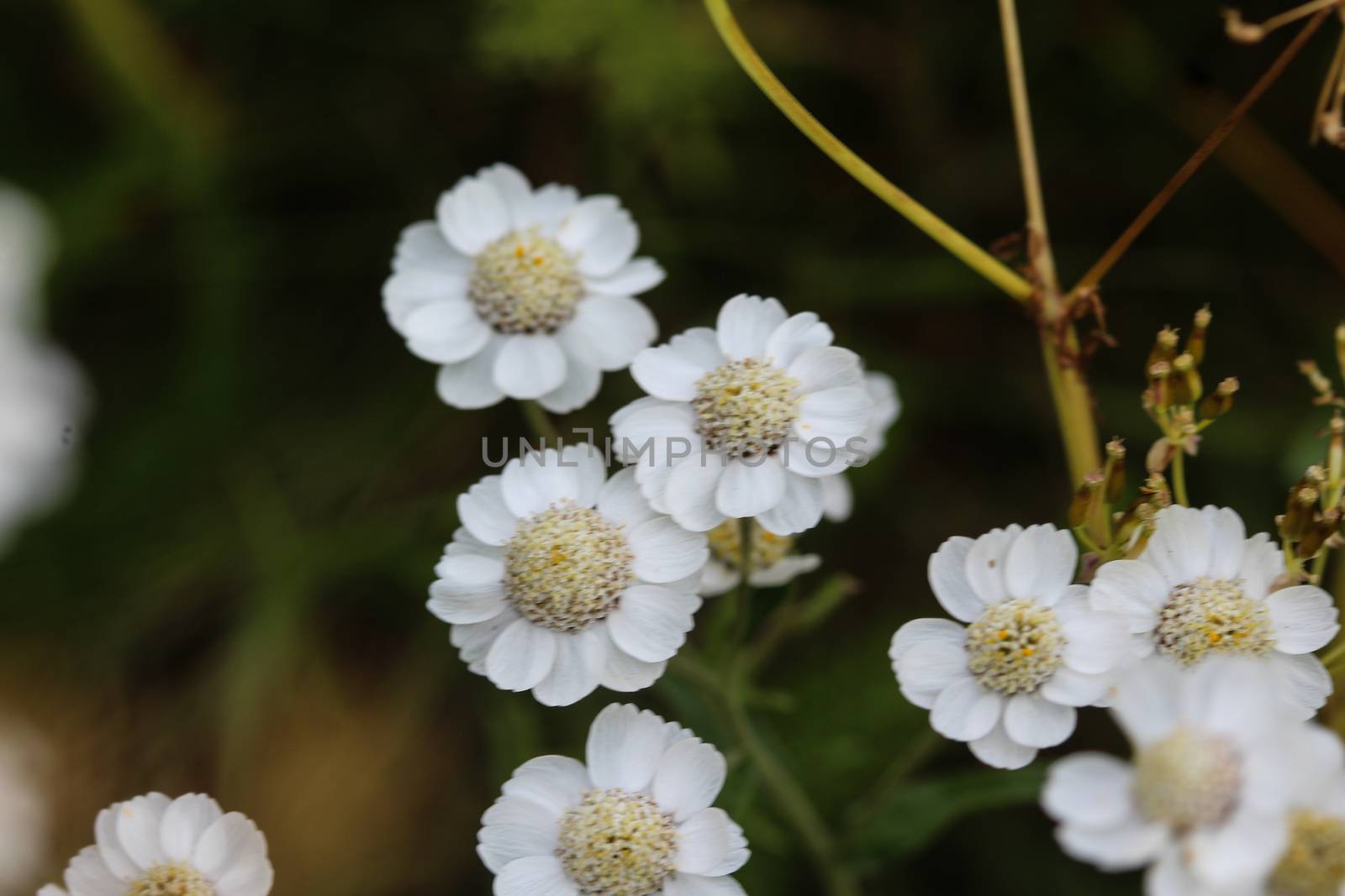 close up of Achillea millefolium, commonly known as common yarrow
