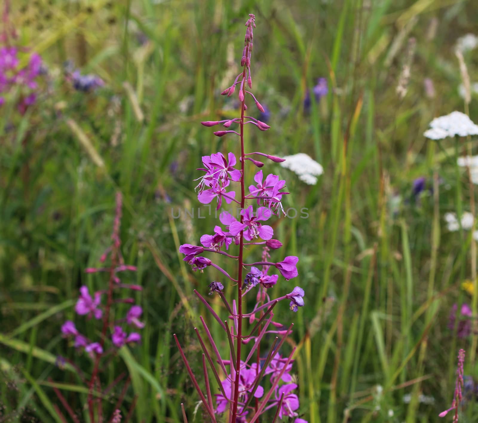 close up of Chamaenerion angustifolium, known as fireweed, great willowherb and rosebay willowherb
