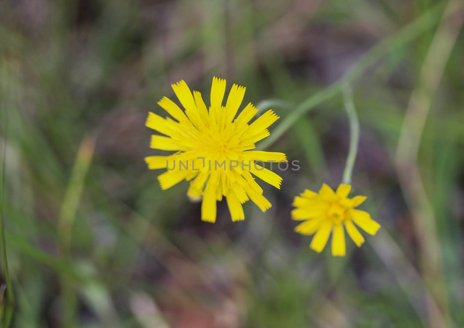 Close up of Hieracium canadense, commonly called Canadian hawkweed, narrowleaf hawkweed, or northern hawkweed