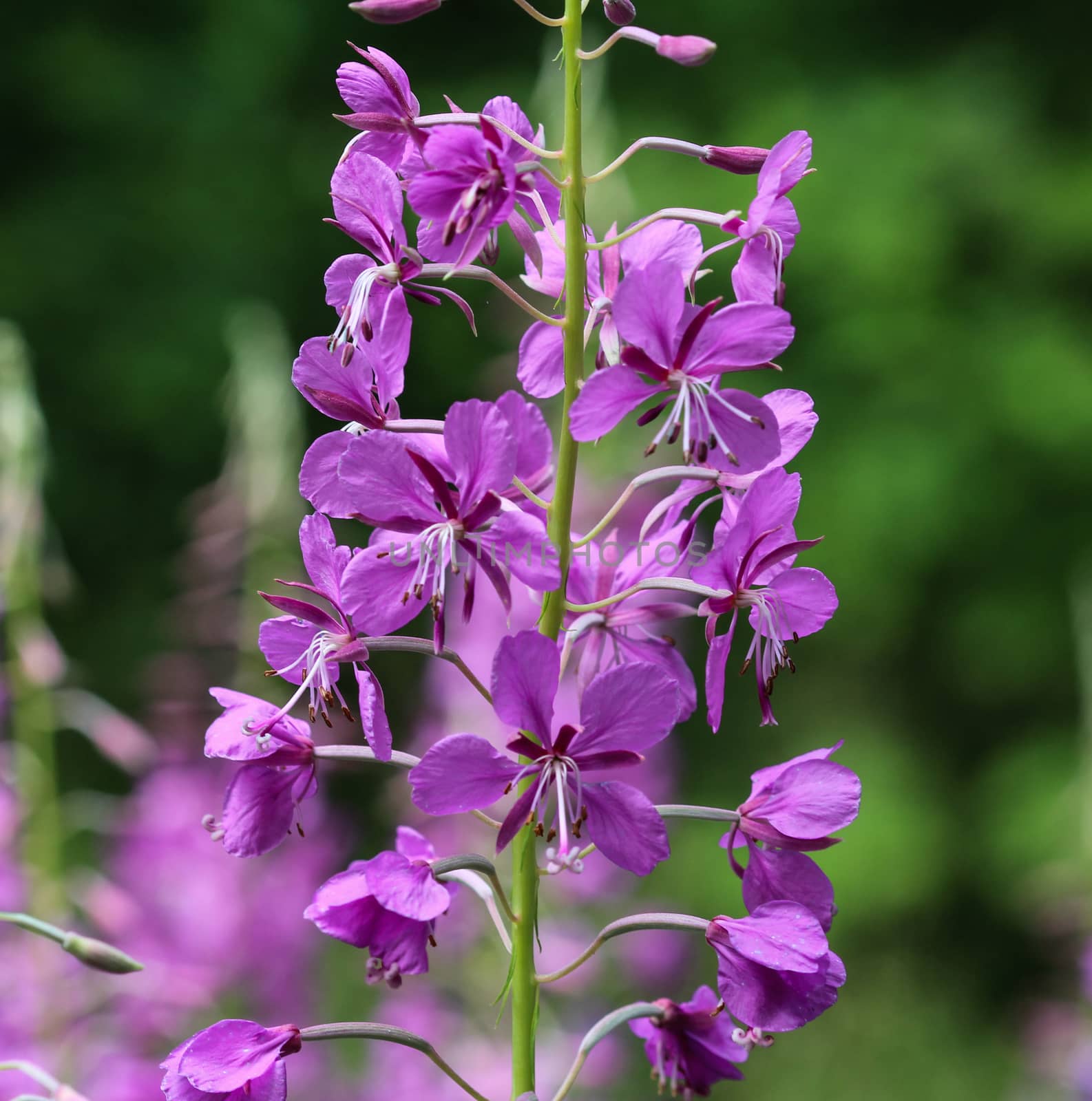 close up of Chamaenerion angustifolium, known as fireweed, great willowherb and rosebay willowherb