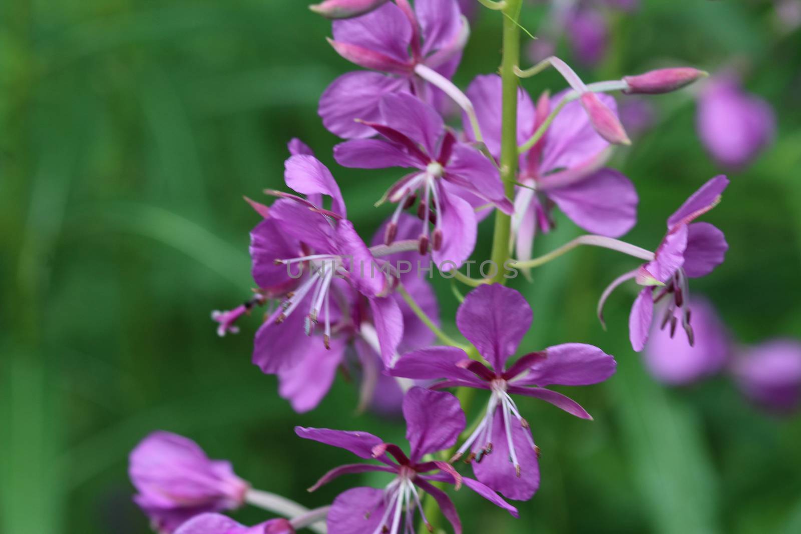 close up of Chamaenerion angustifolium, known as fireweed, great willowherb and rosebay willowherb